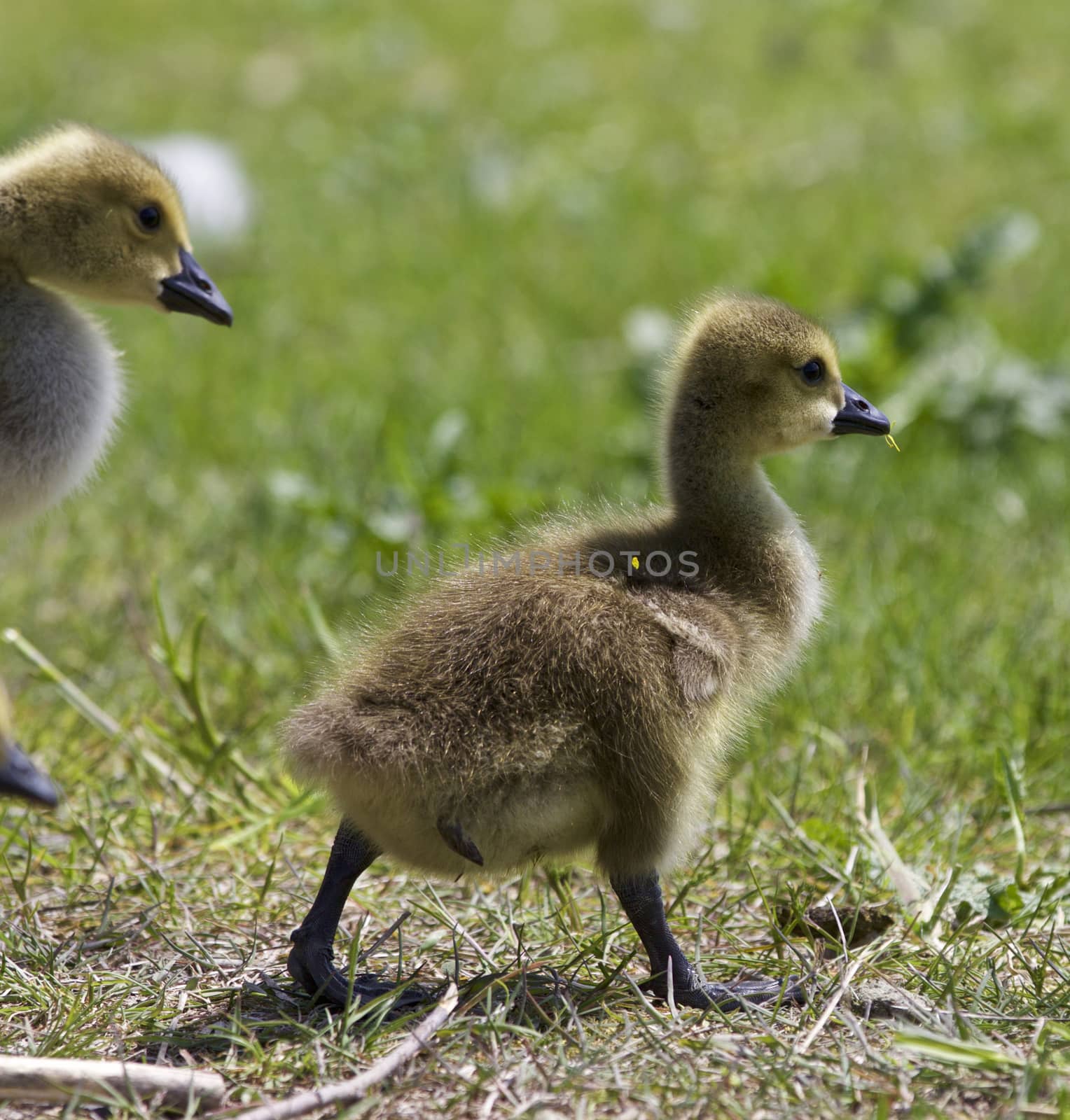 Beautiful isolated photo of chicks of the Canada geese walking through the field