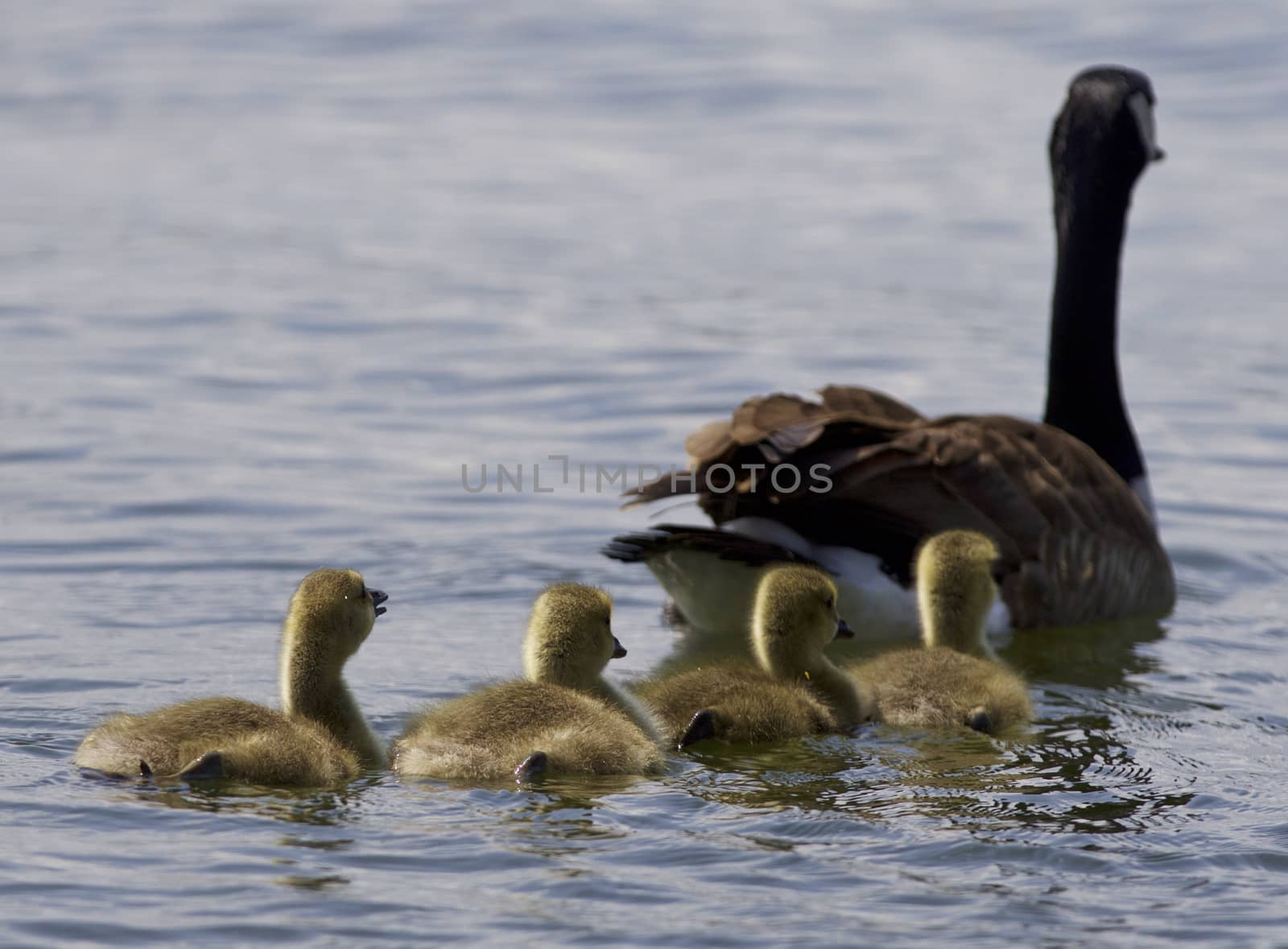 Beautiful isolated photo of a family of the Canada geese swimming together by teo