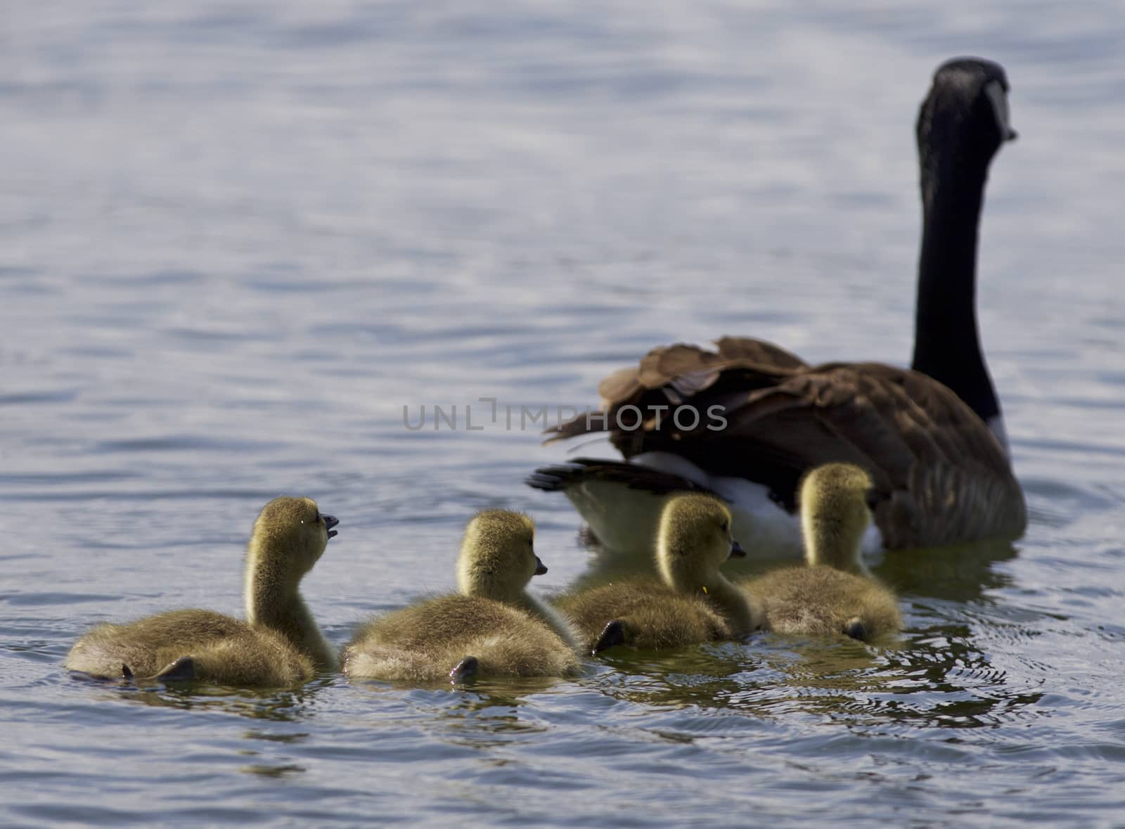 Beautiful isolated photo of chicks of the Canada geese swimming in the lake