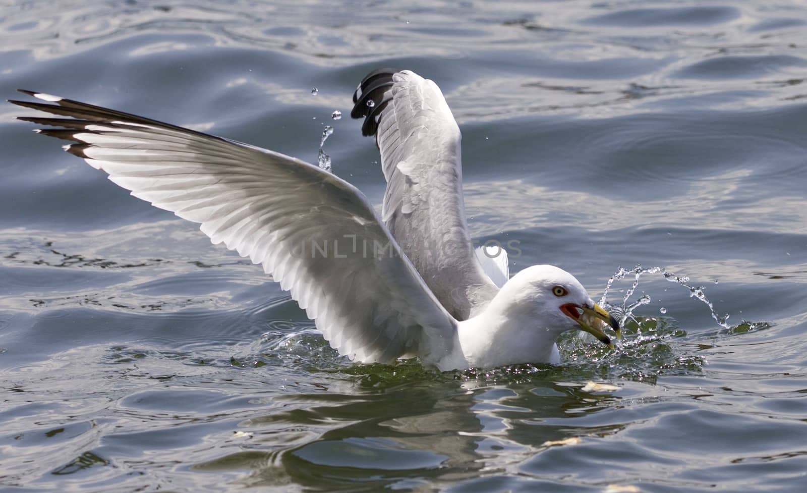 Isolated expressive photo with a gull  by teo