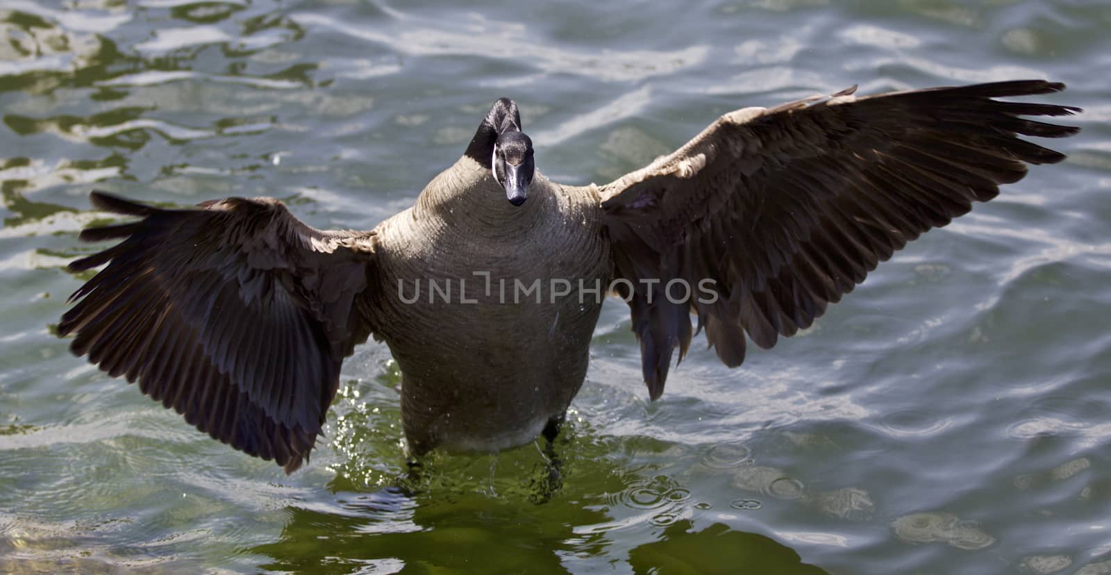 Beautiful isolated photo of a Canada goose