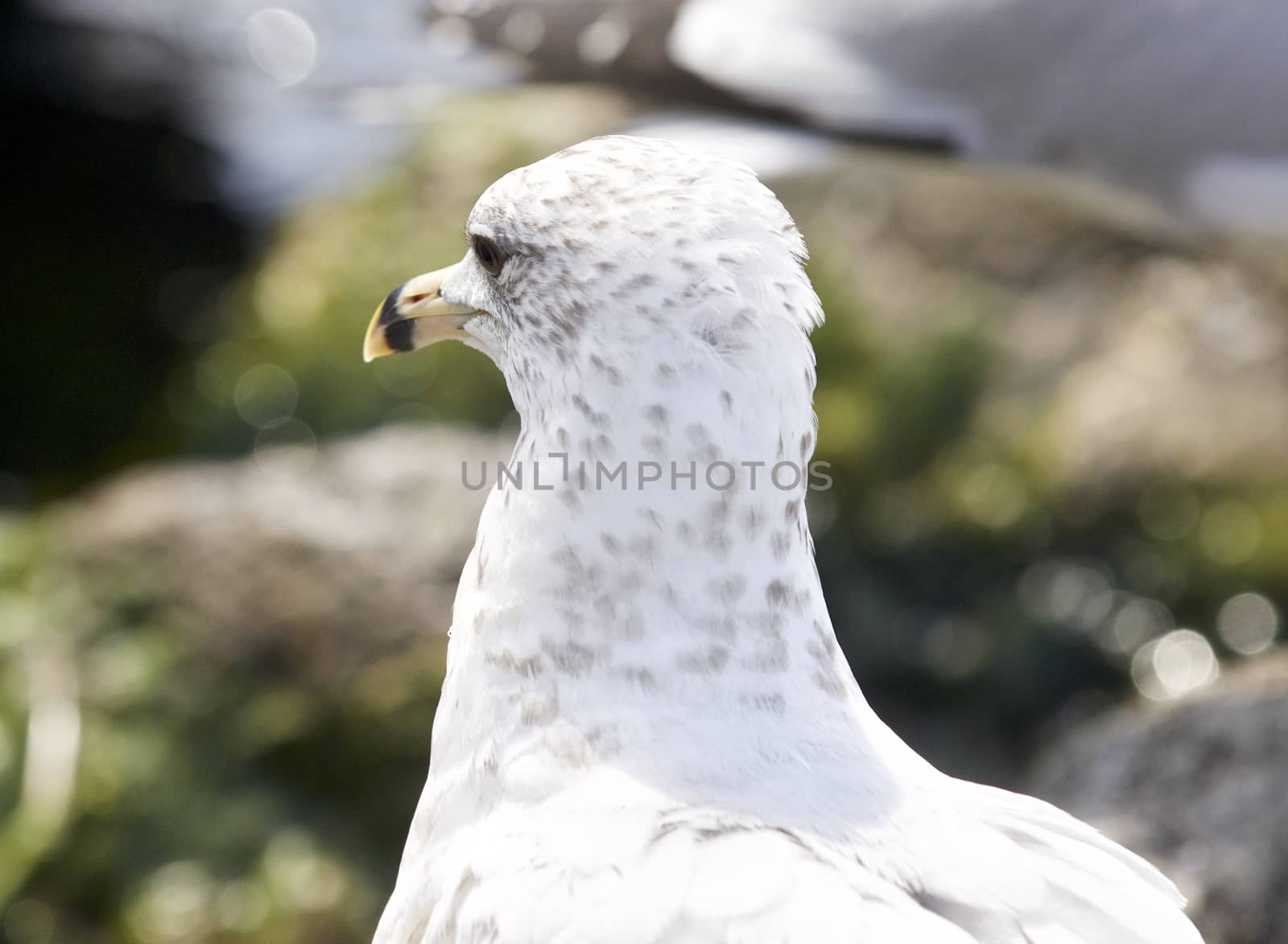 Beautiful isolated picture with a gull by teo