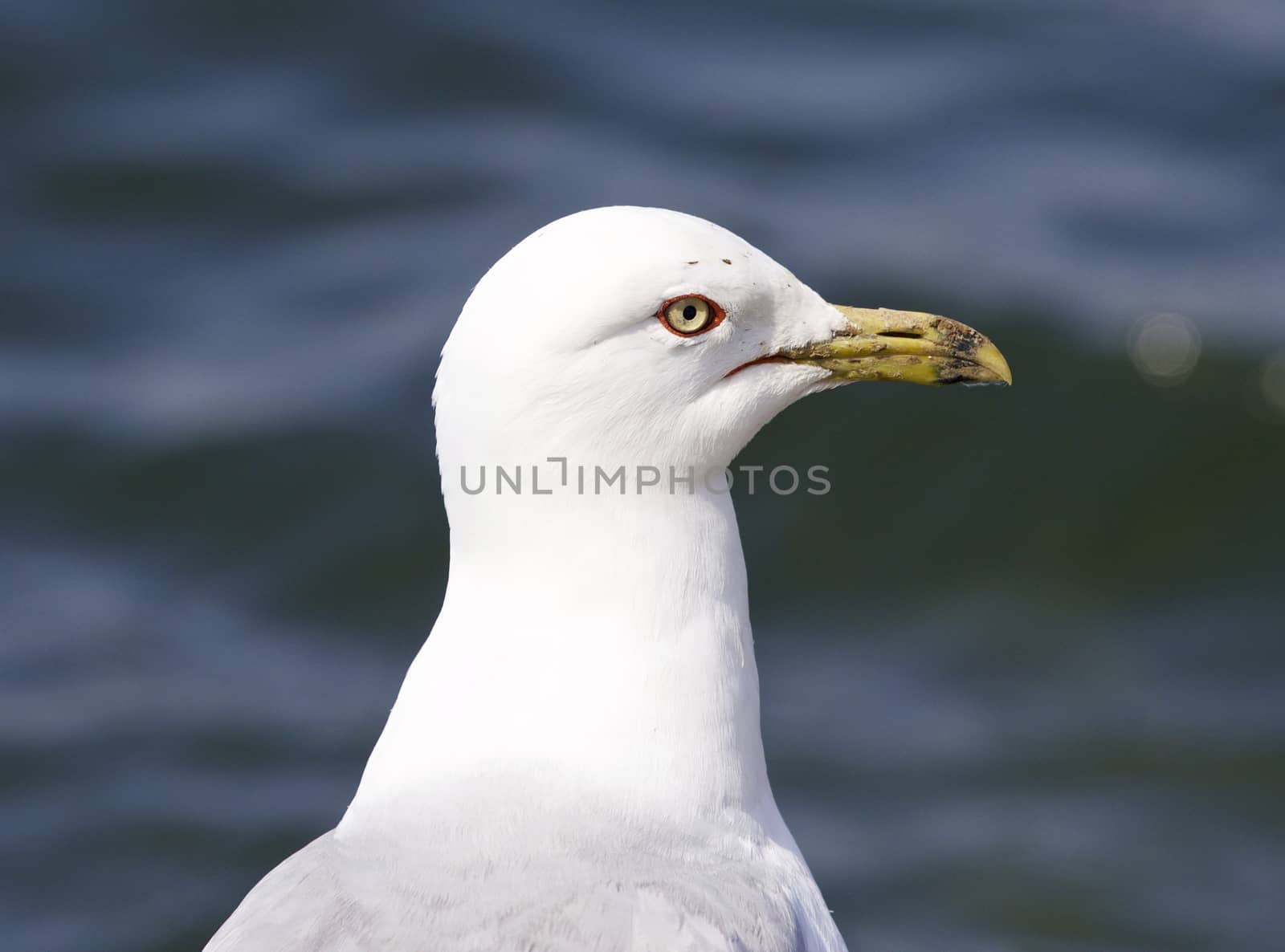 Beautiful isolated photo of a ring-billed gull by teo