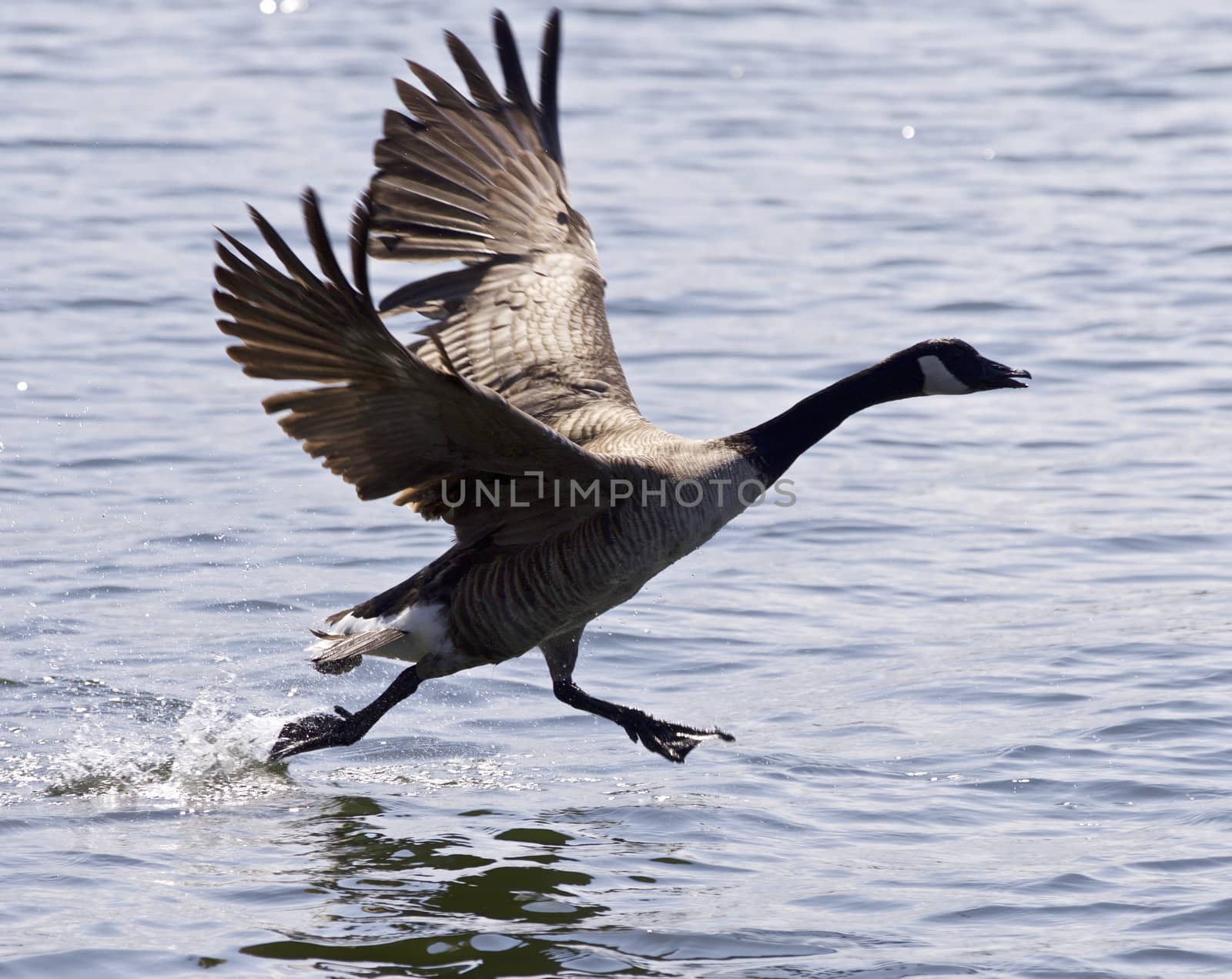 Beautiful isolated photo of a Canada goose taking off from the water