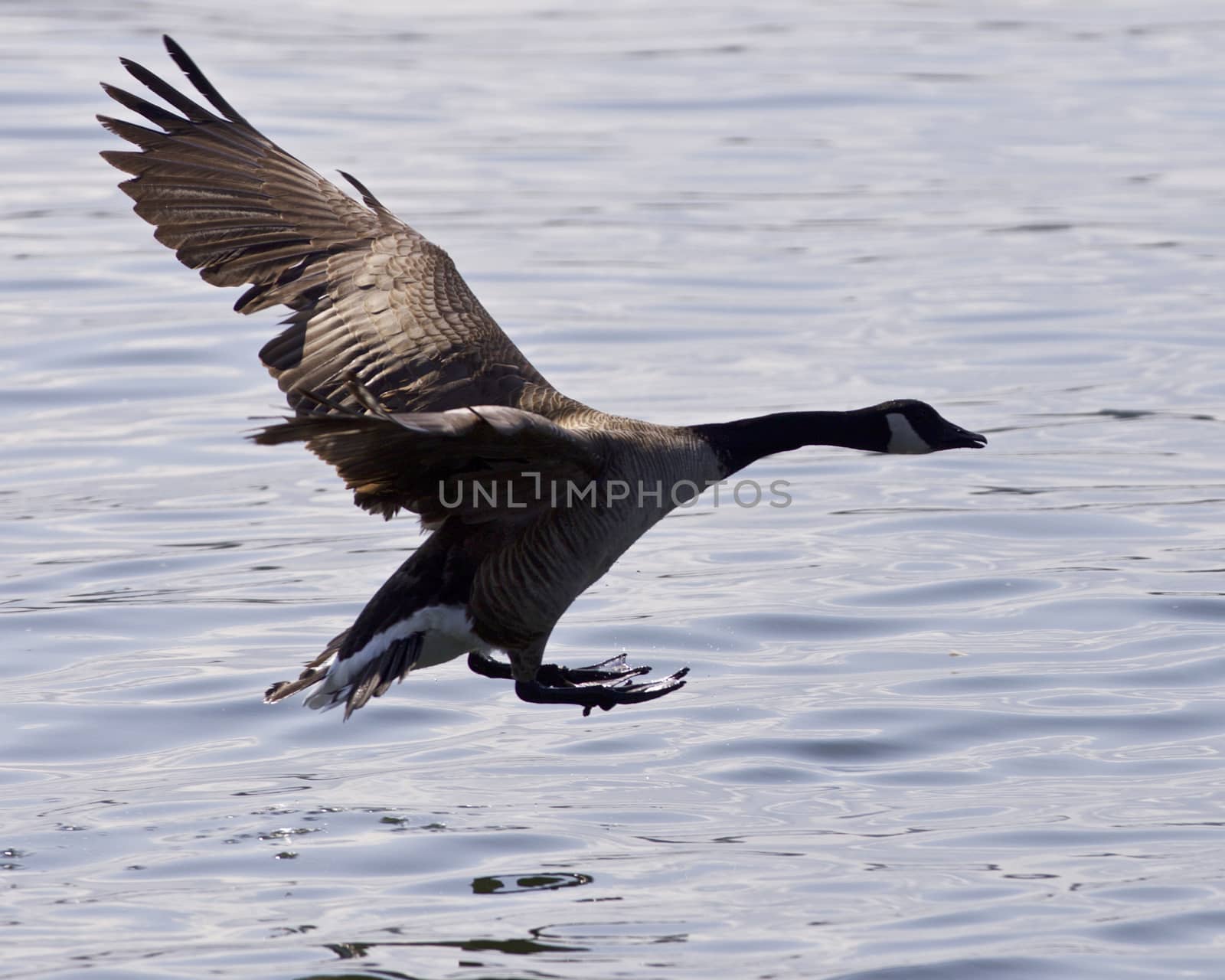 Beautiful background with a Canada goose landing to the water by teo