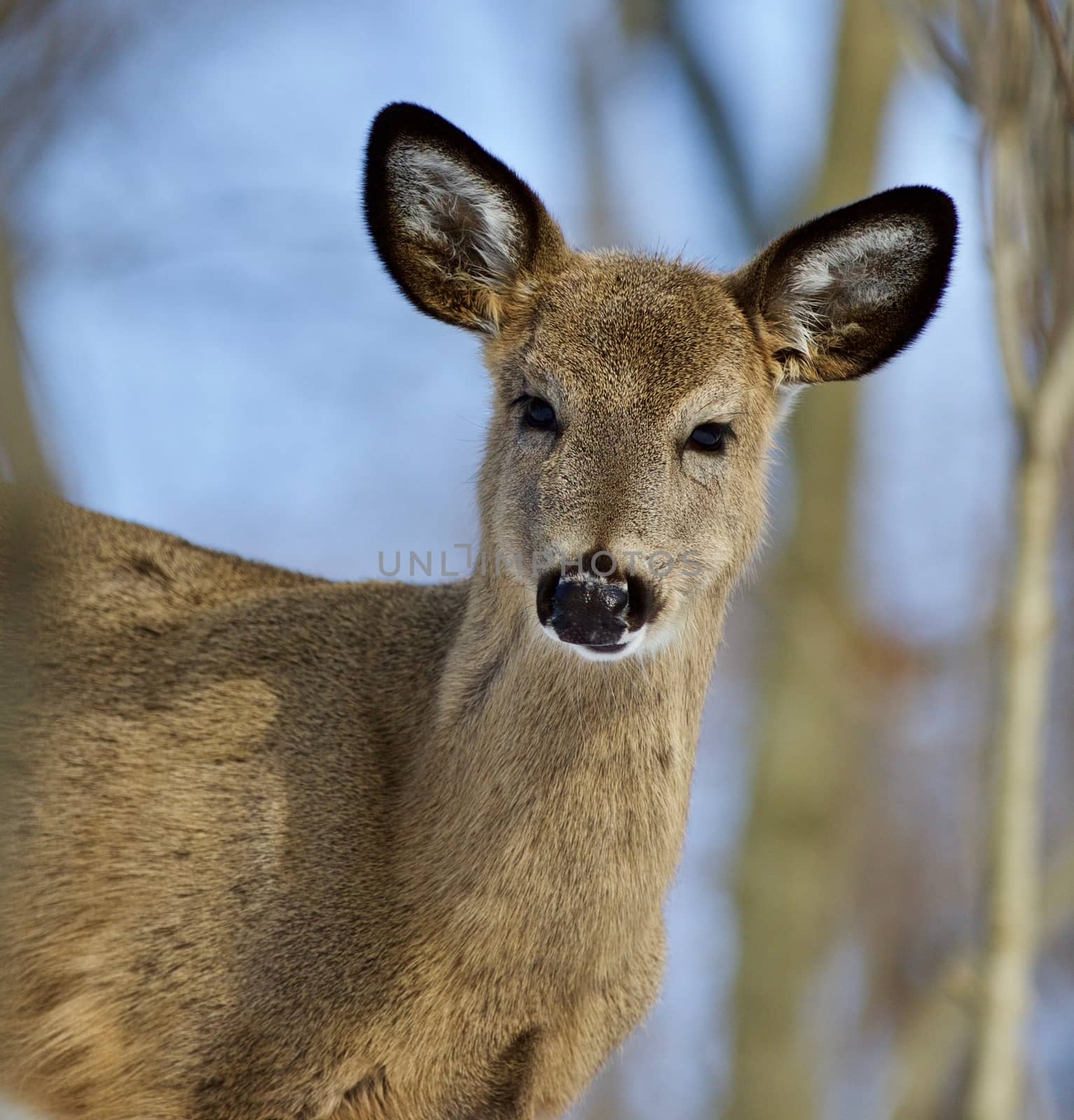 Beautiful isolated photo of wild deer in the forest