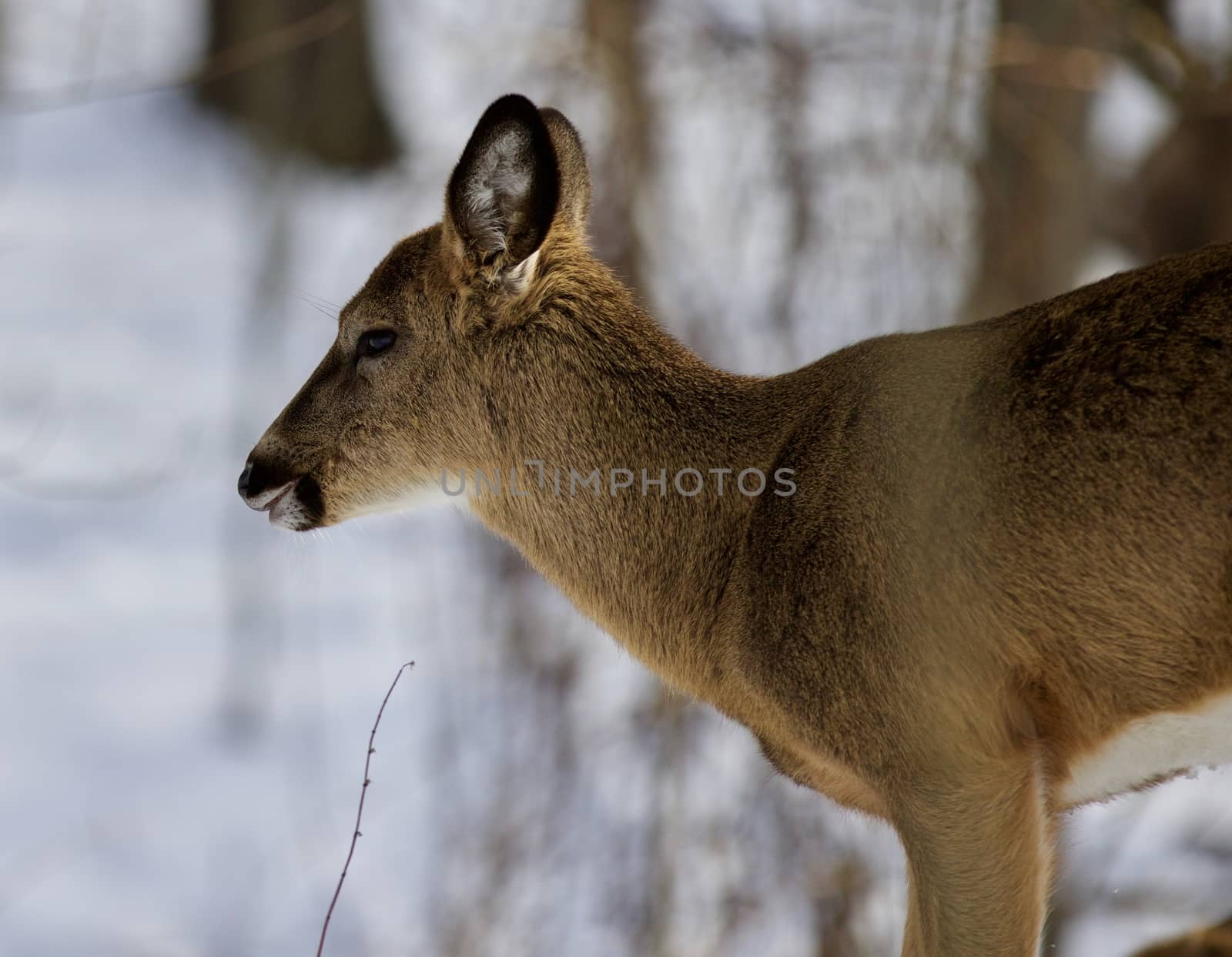 Beautiful isolated photo with a wild deer in the snowy forest