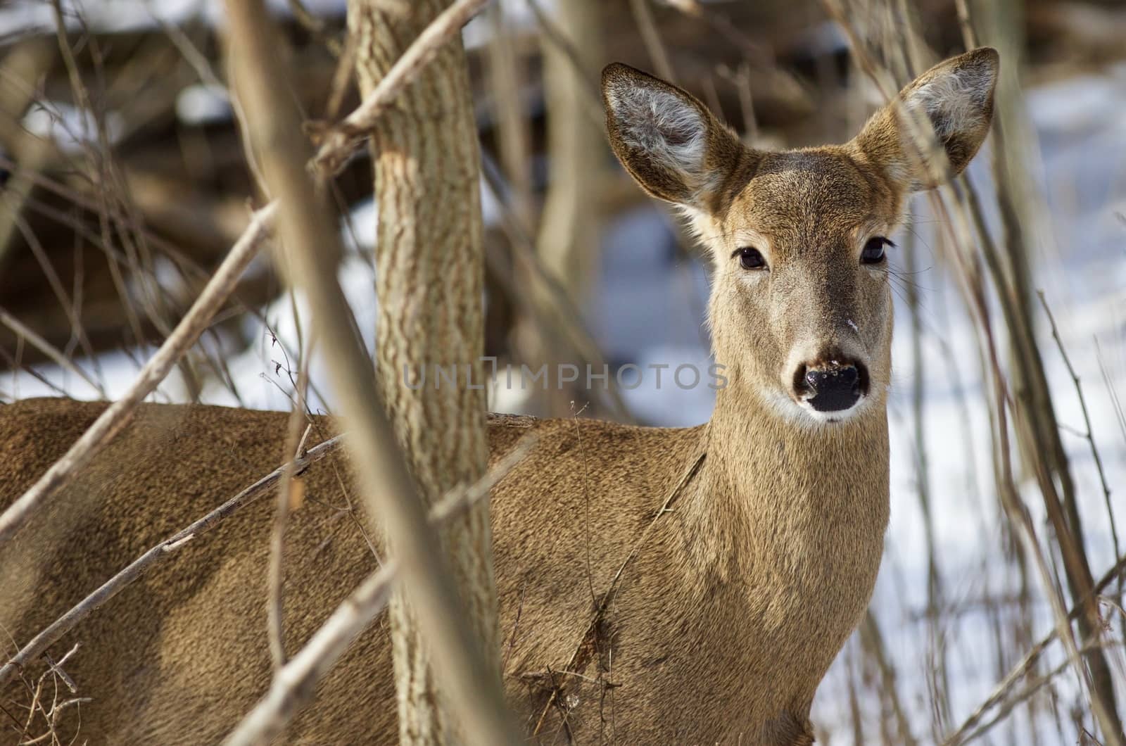 Beautiful isolated photo with a wild deer in the snowy forest