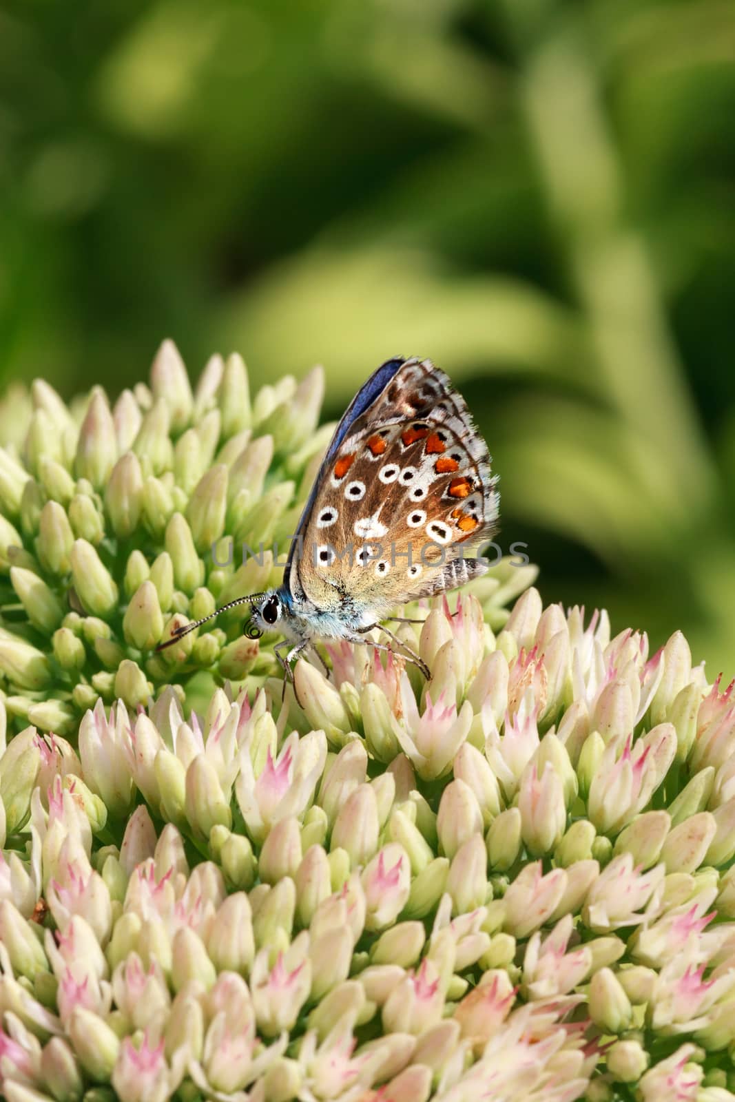 Butterfly on a flowering plant by fogen