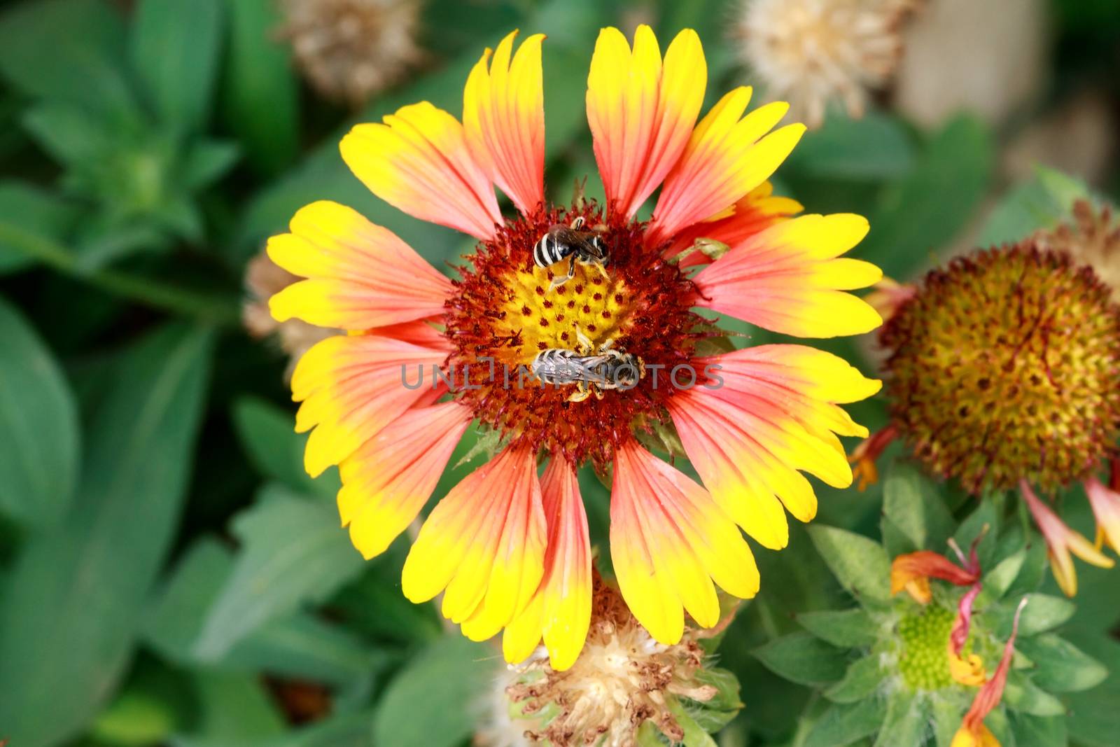 Bee collects pollen from flowers by fogen