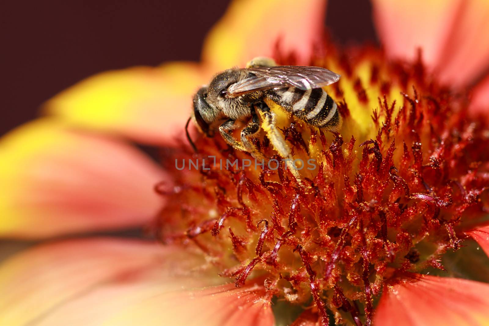 Wild bee flies from flower to flower collecting nectar and pollen. Beautiful yellow rose flower close-up