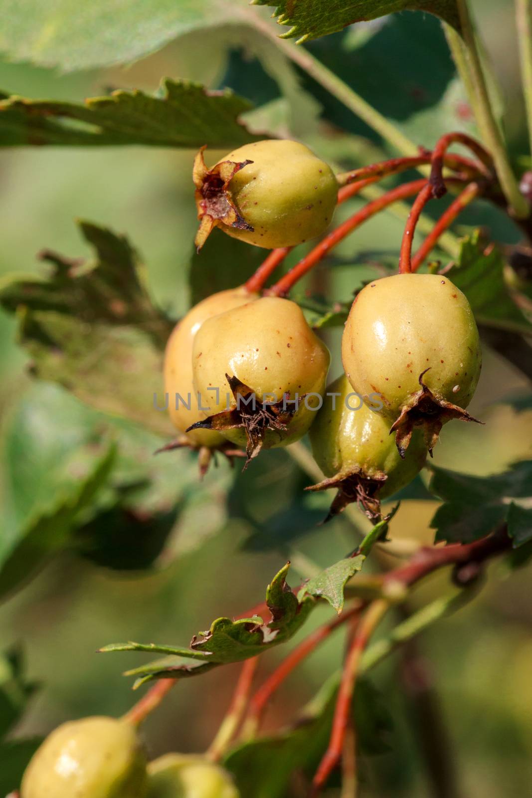 Hawthorn. Crataegus monogyna . Close-up view of fruit in the summer