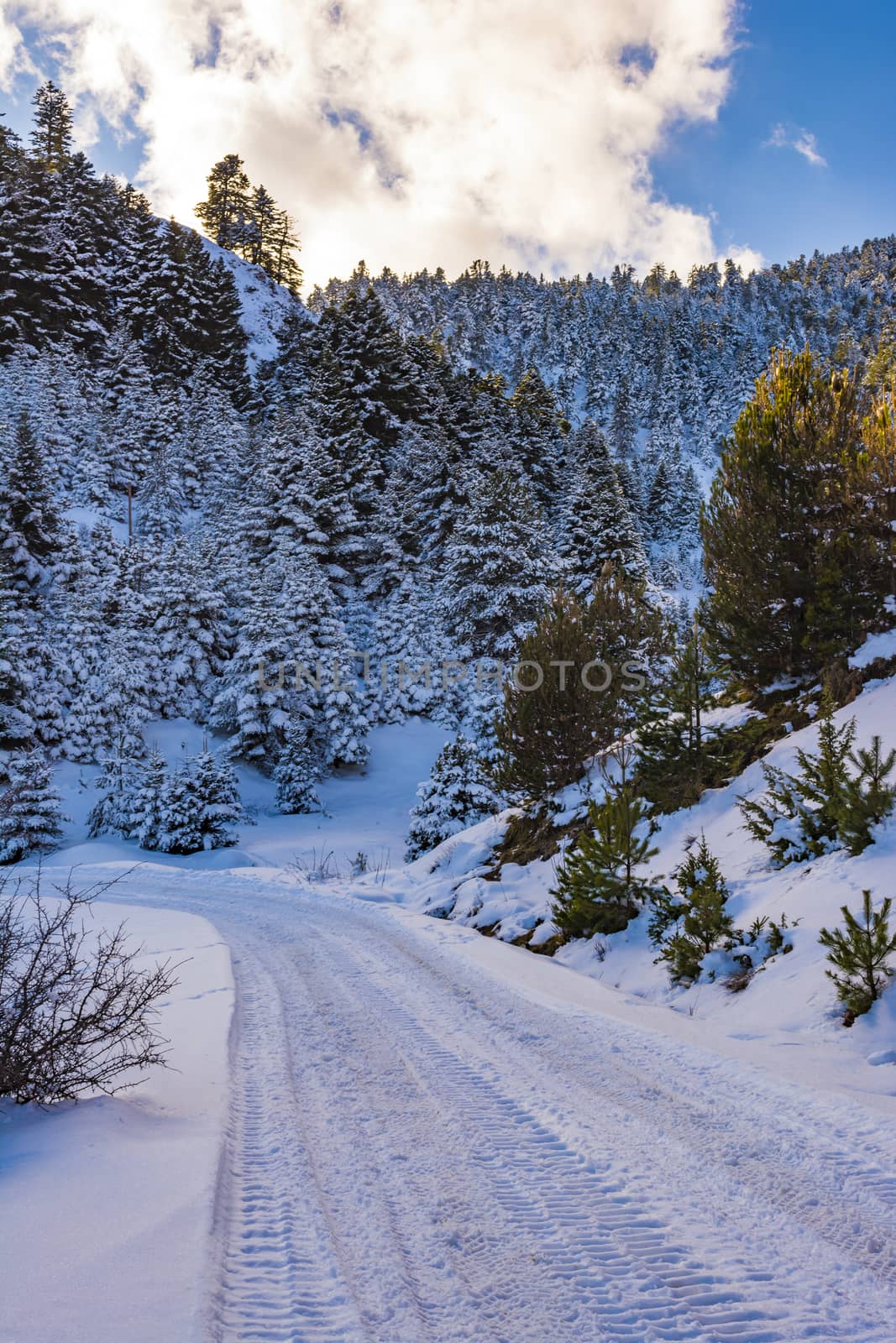 Snow road at Ziria mountain with fir trees covered with snow on a winter day, Korinthia, South Peloponnese, Greece. Ziria is one of the snowiest mountains in Peloponnese (2,374m).