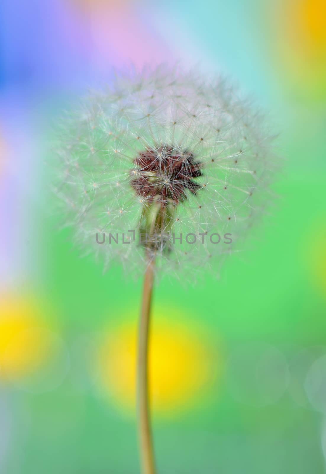 dandelion on colorful background in nature