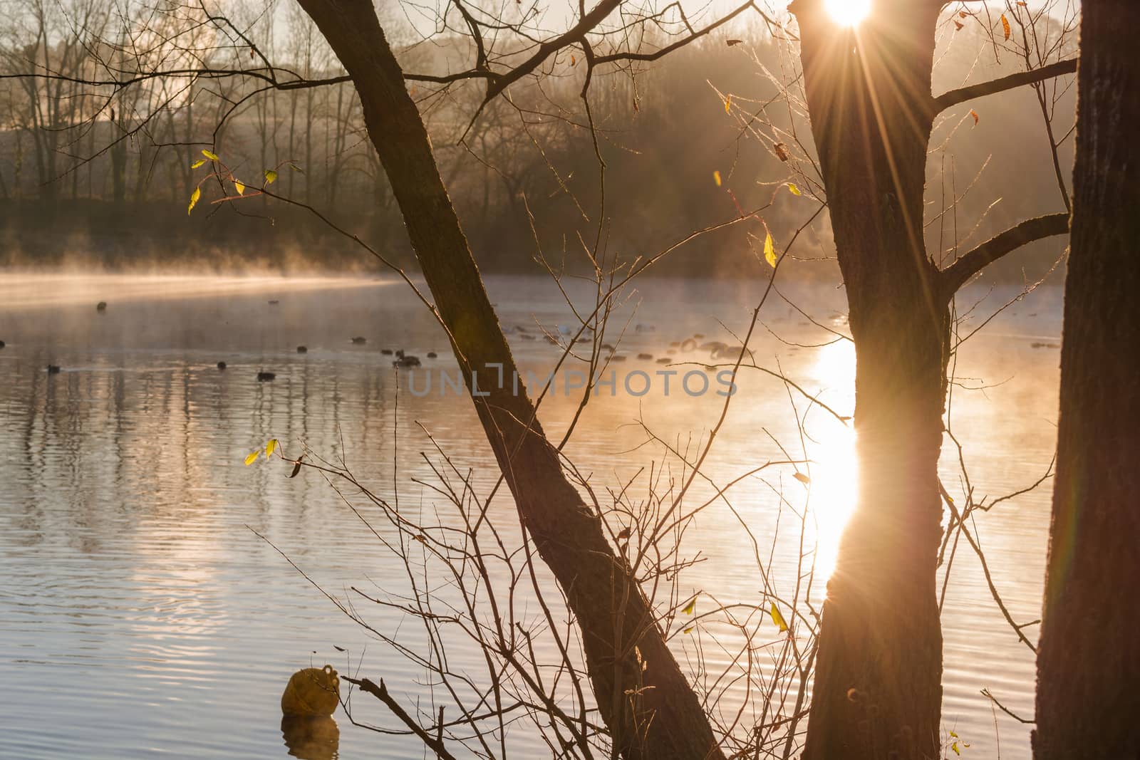 Small pond in hot yellow diffuse morning light