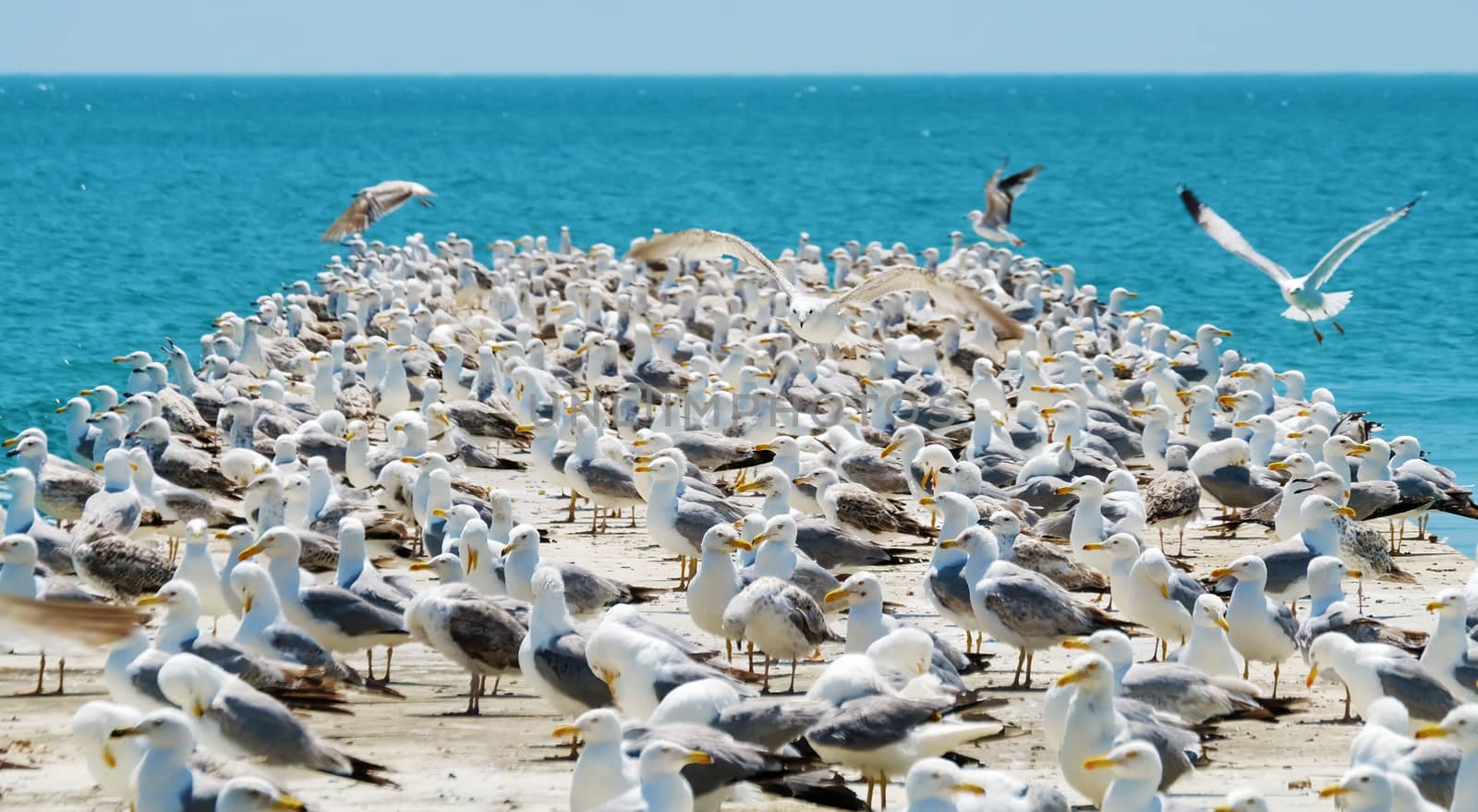 Large flock of wild seagulls by leventina