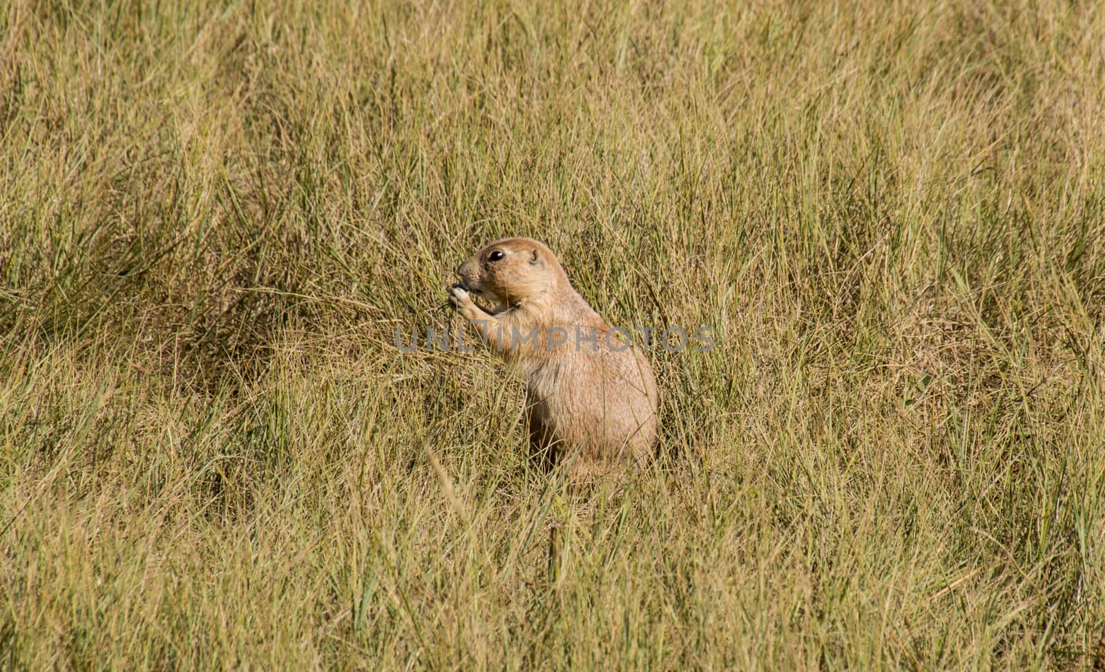 Hungry prairie dog by bkenney5@gmail.com