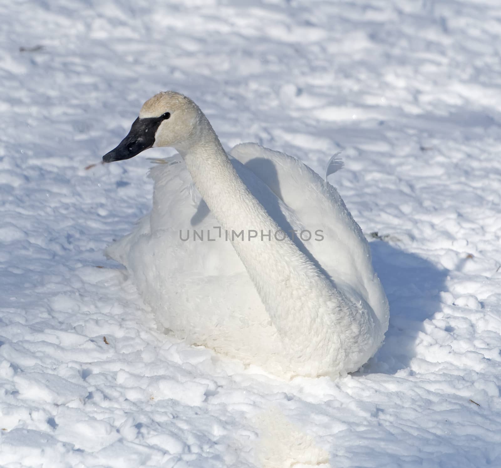 A trumpeter swan resting near the bank of a river in Winter.