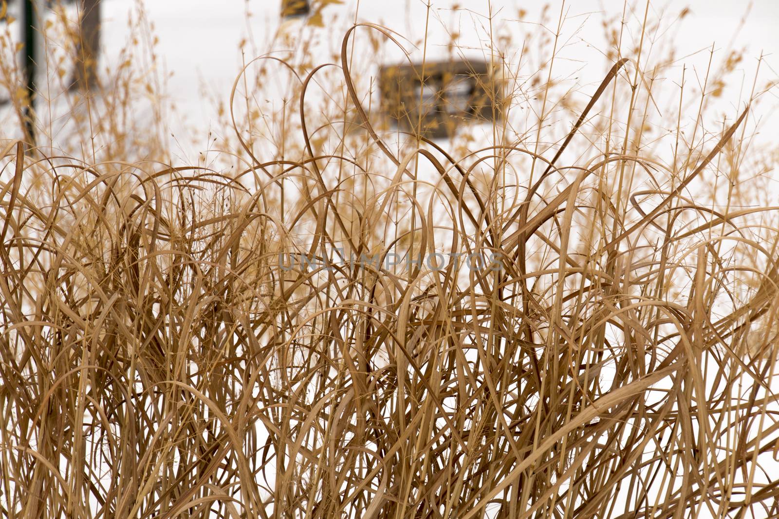 Dead, dried grasses in Minnesota during Winter.