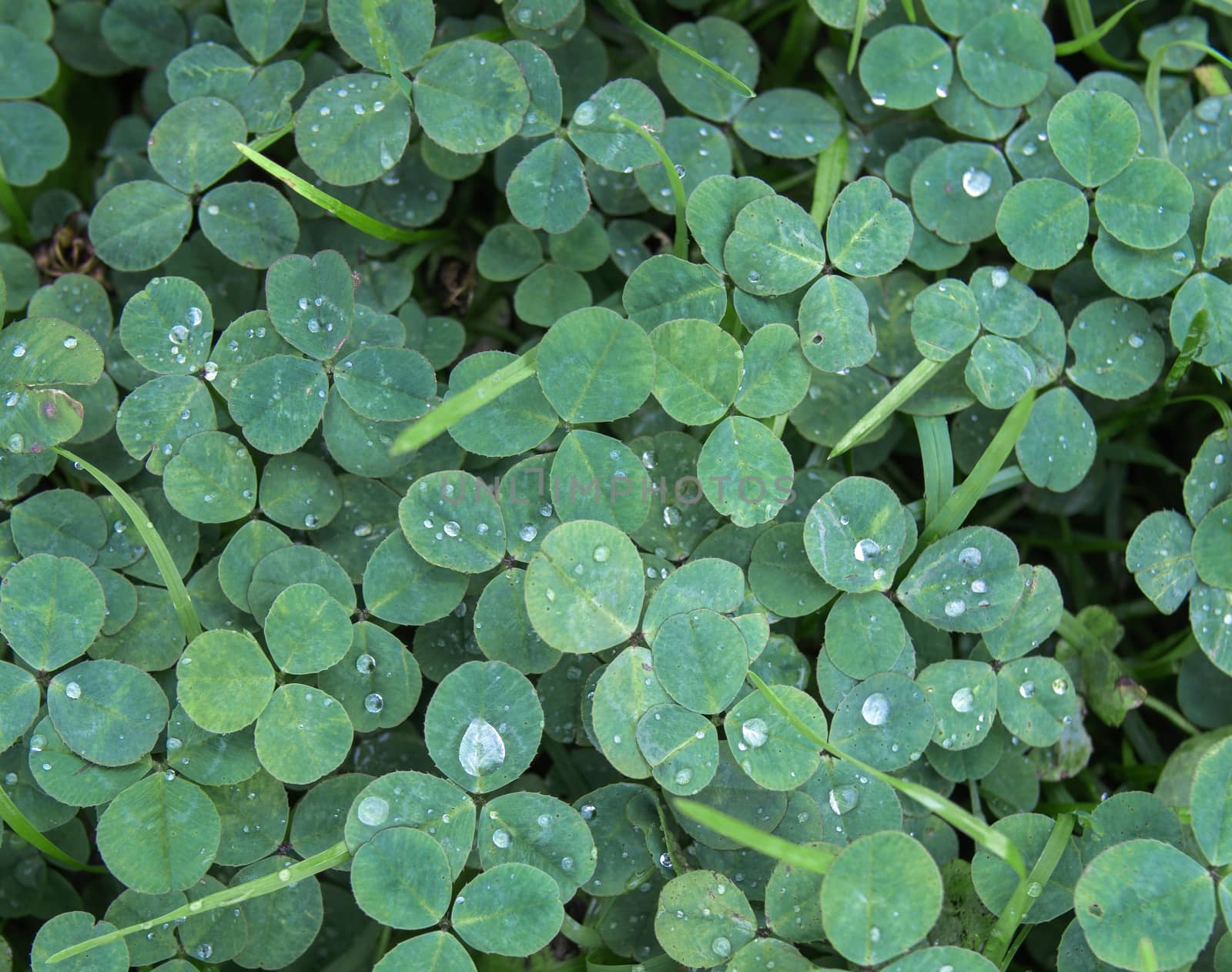 Cool tones green clover or shamrock background with rain drops by weruskak
