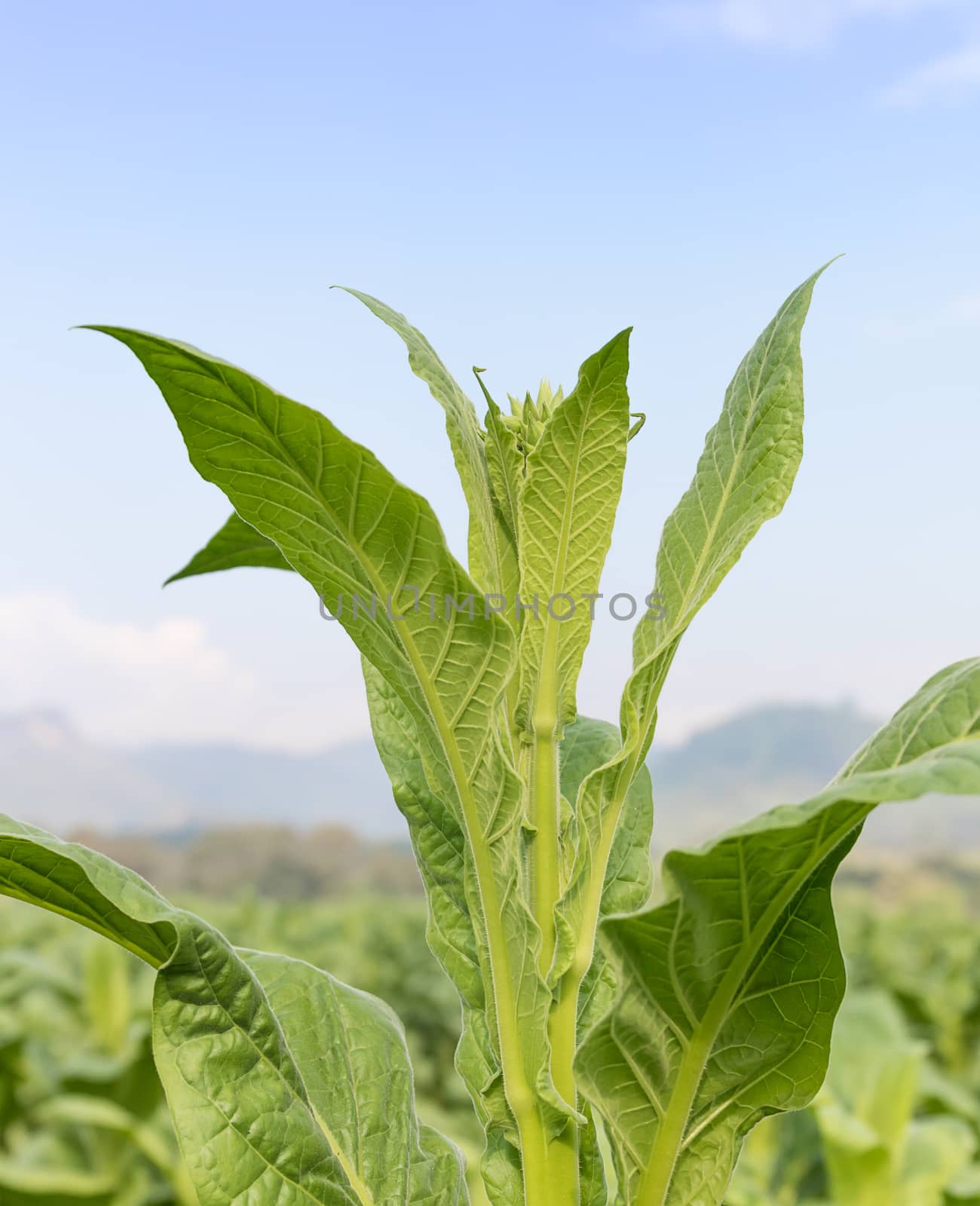 Close up Nicotiana tabacum by stoonn