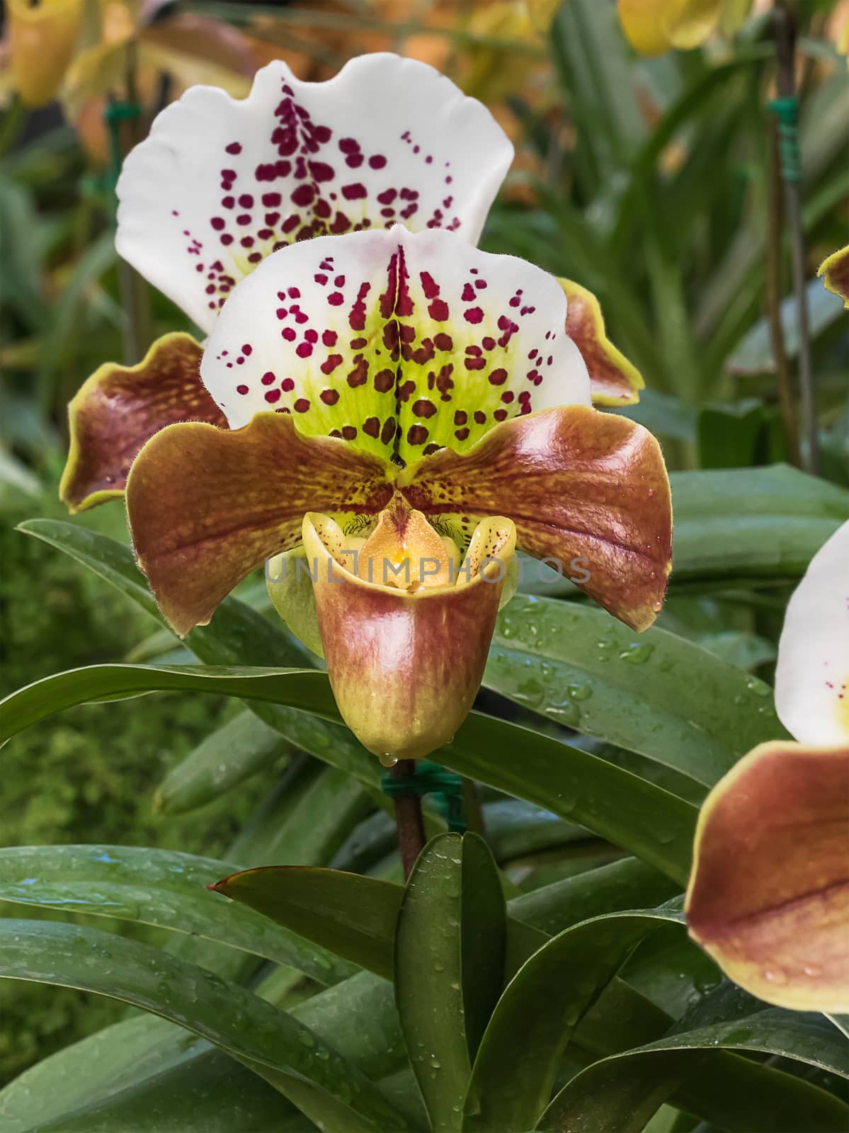 Close up Paphiopedilum of Orchid flower, or Lady slipper orchid flower