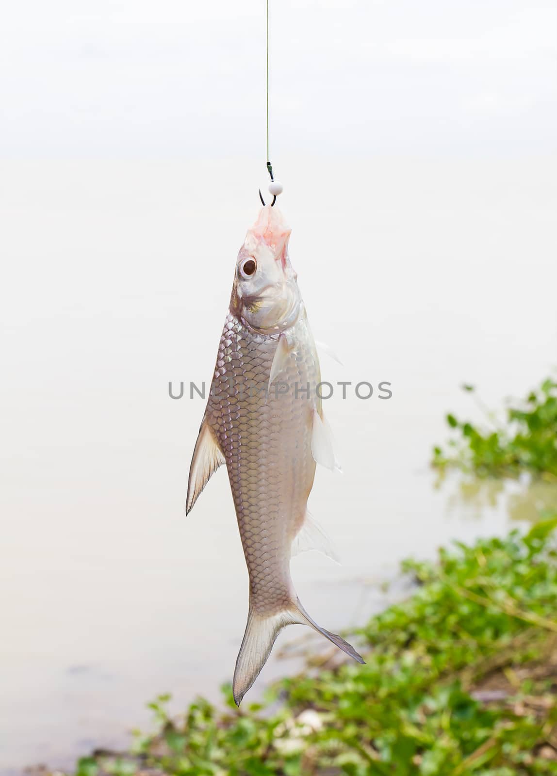 Soldier river barb fish (Cyclocheilichthys enoplos ) on the hook in the lake