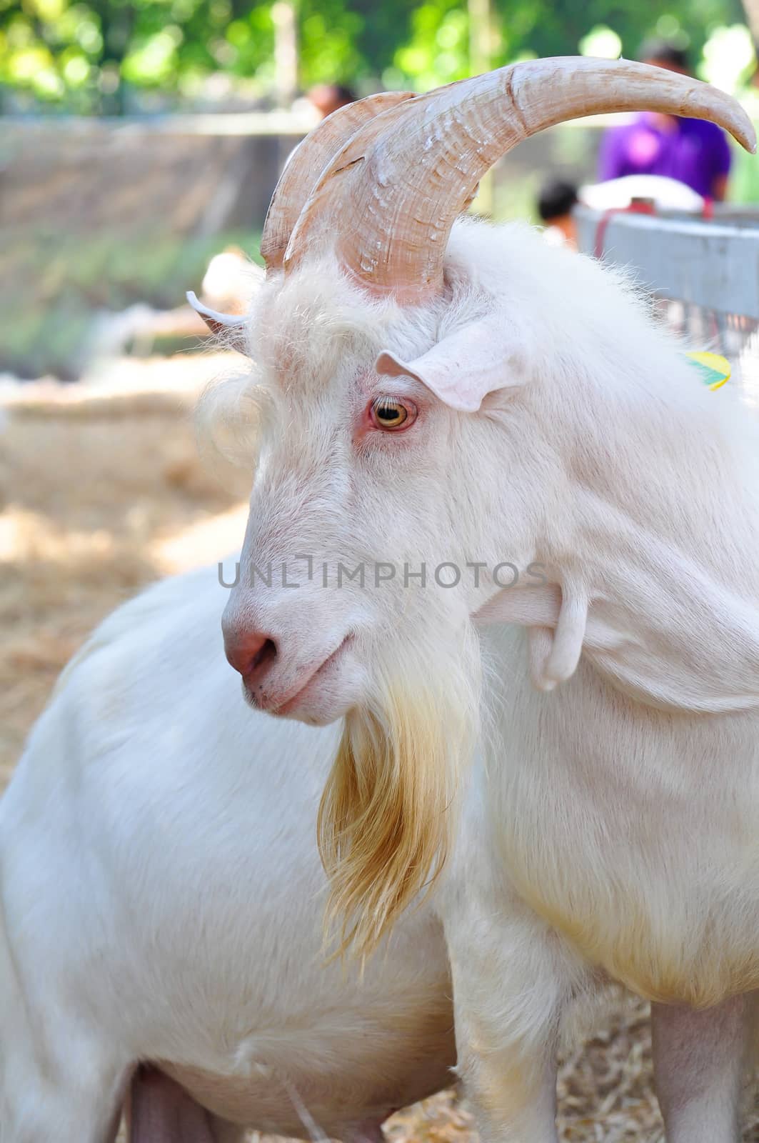 white goat with large horns and long beard in a farm.