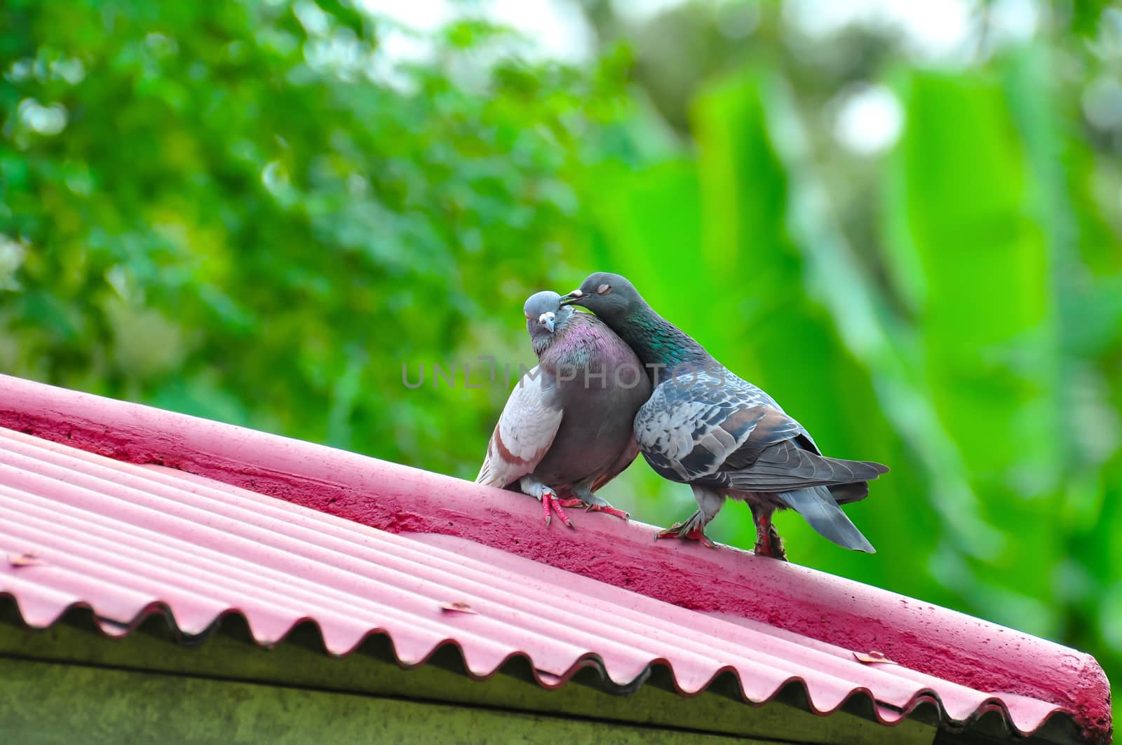 Animals Birds pair of lovely dove stand on pink roof.