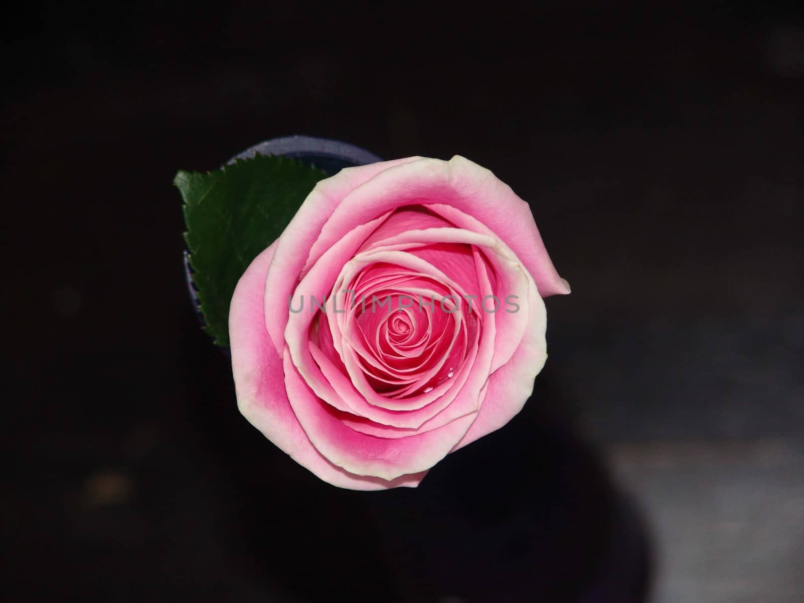 single pink rose on dark background