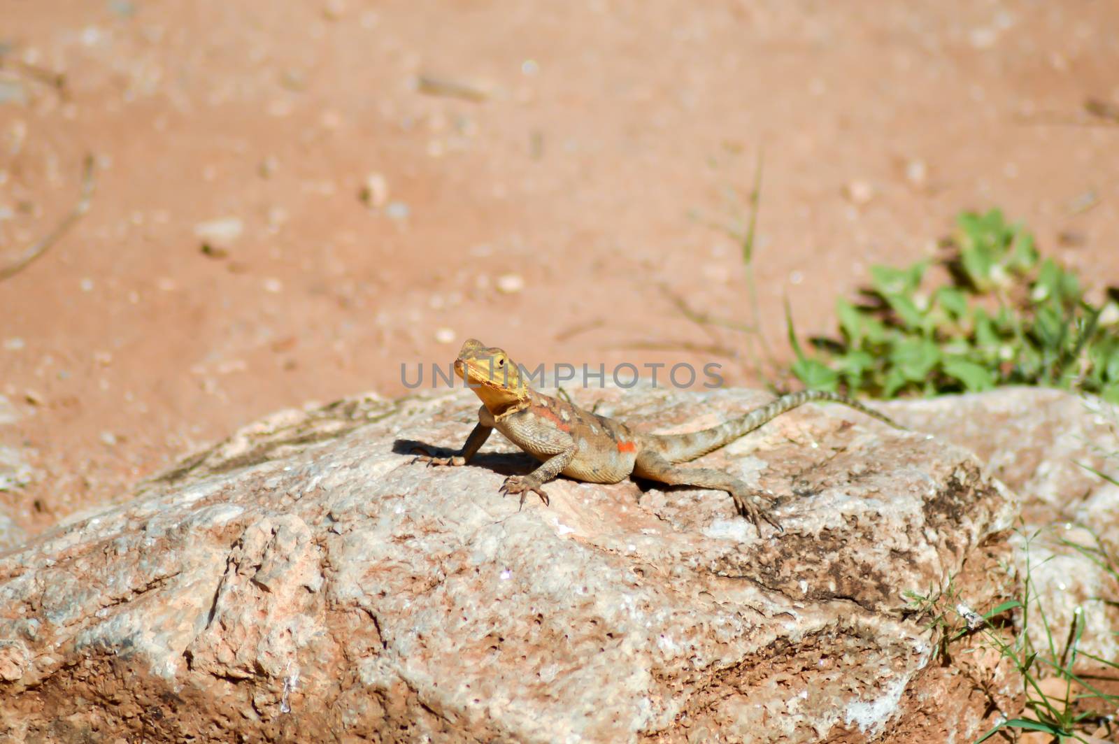 Lizard of all colors on a trunk in a garden of Mombasa in Kenya