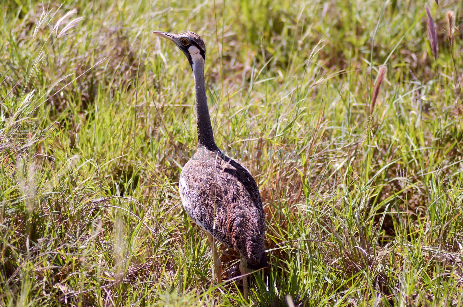 Bird of the family of the bustard who walks in the savanna of the park tsavo west in Kenya