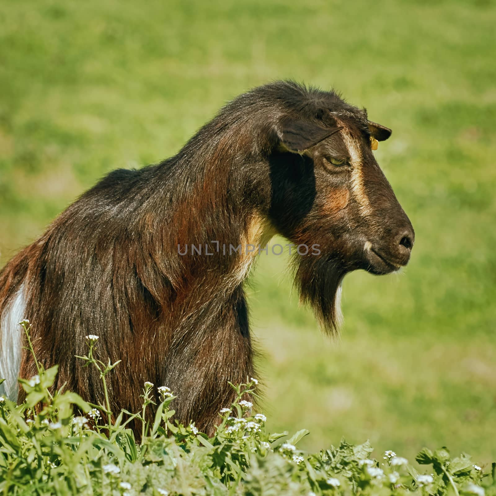 Portrait of Billy Goat by SNR