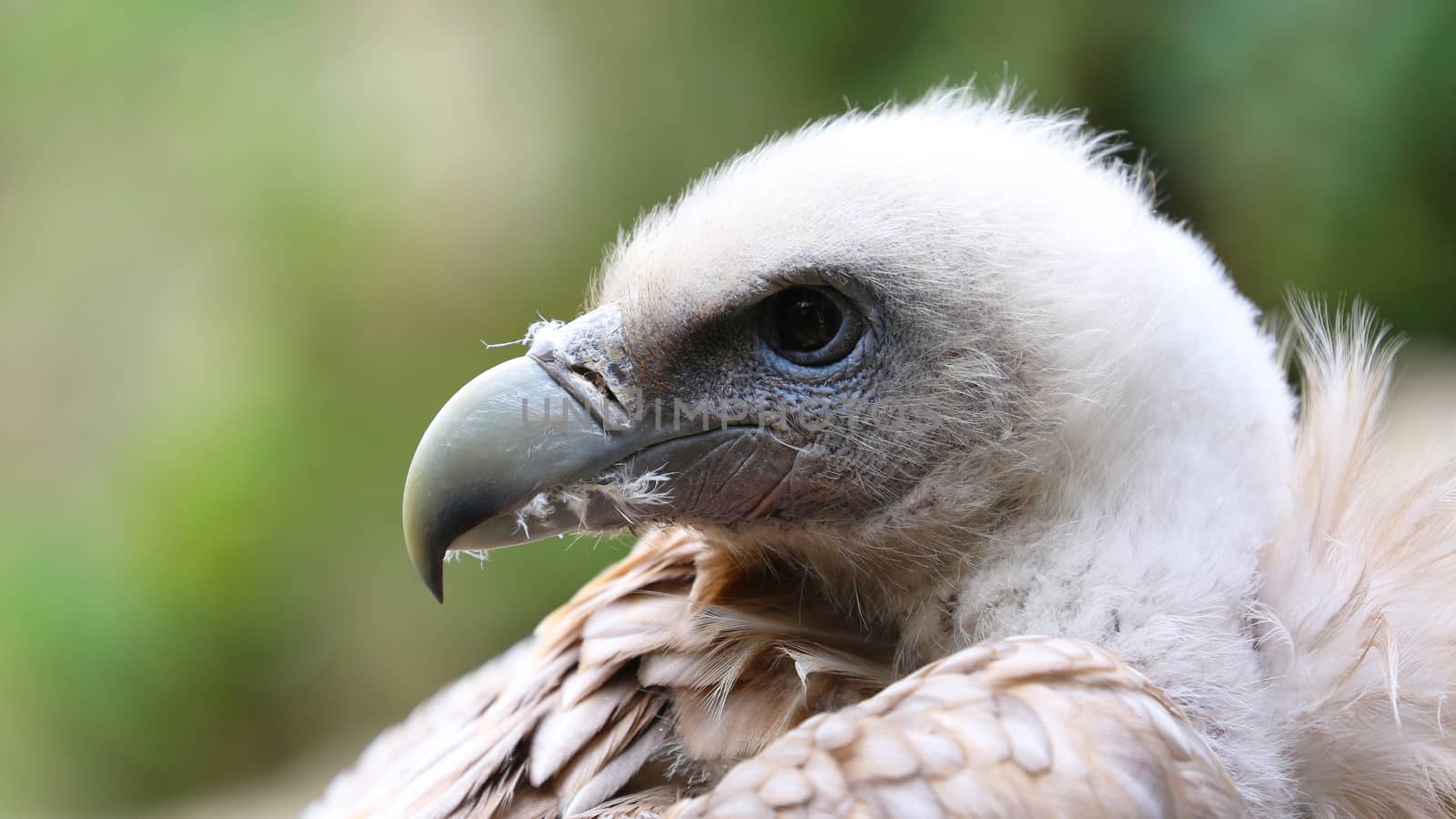 Close Up Portrait Of A Griffon Vulture (Gyps Fulvus)