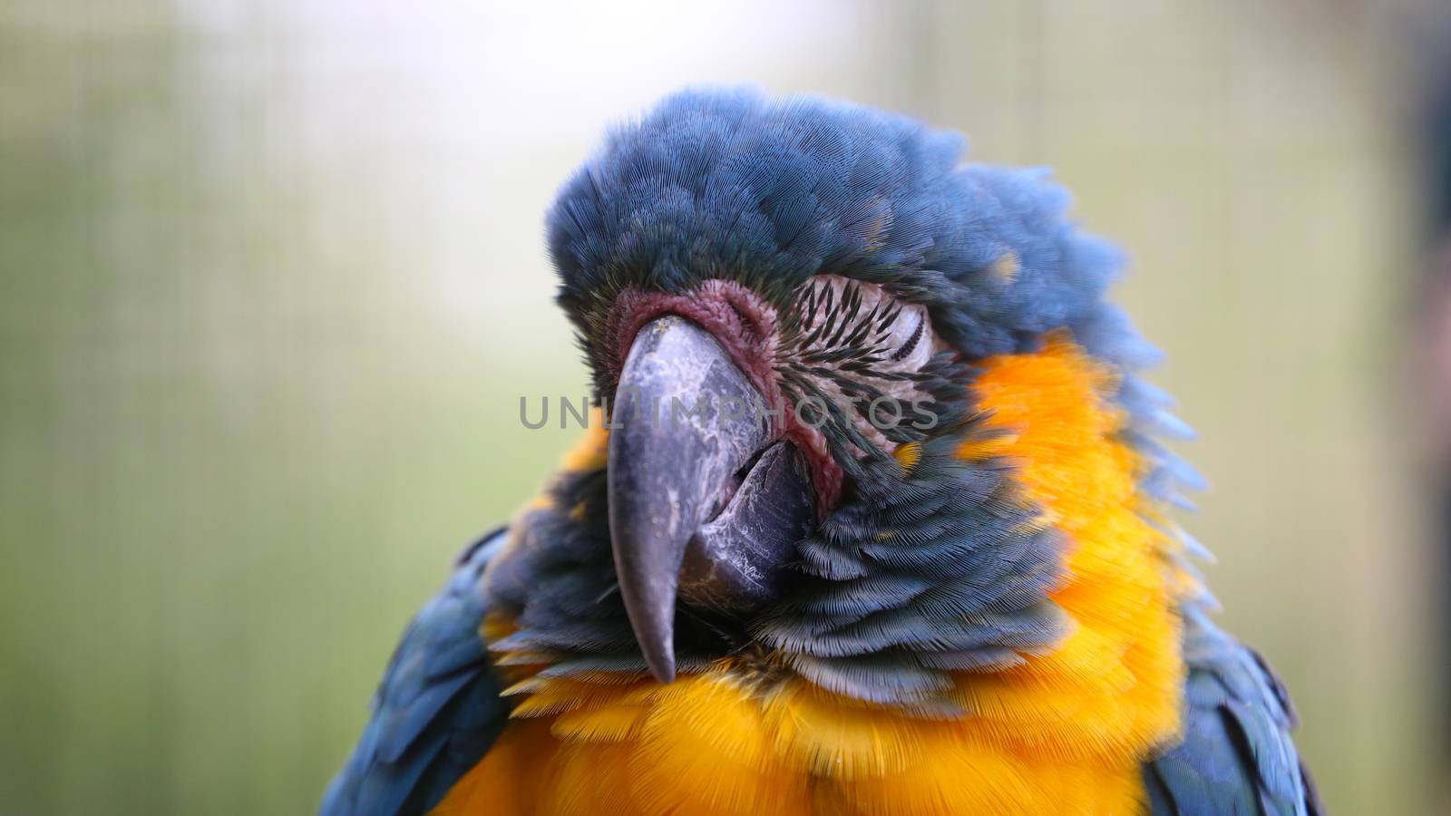 Blue and Yellow Macaw Sleeping - Closeup Portrait