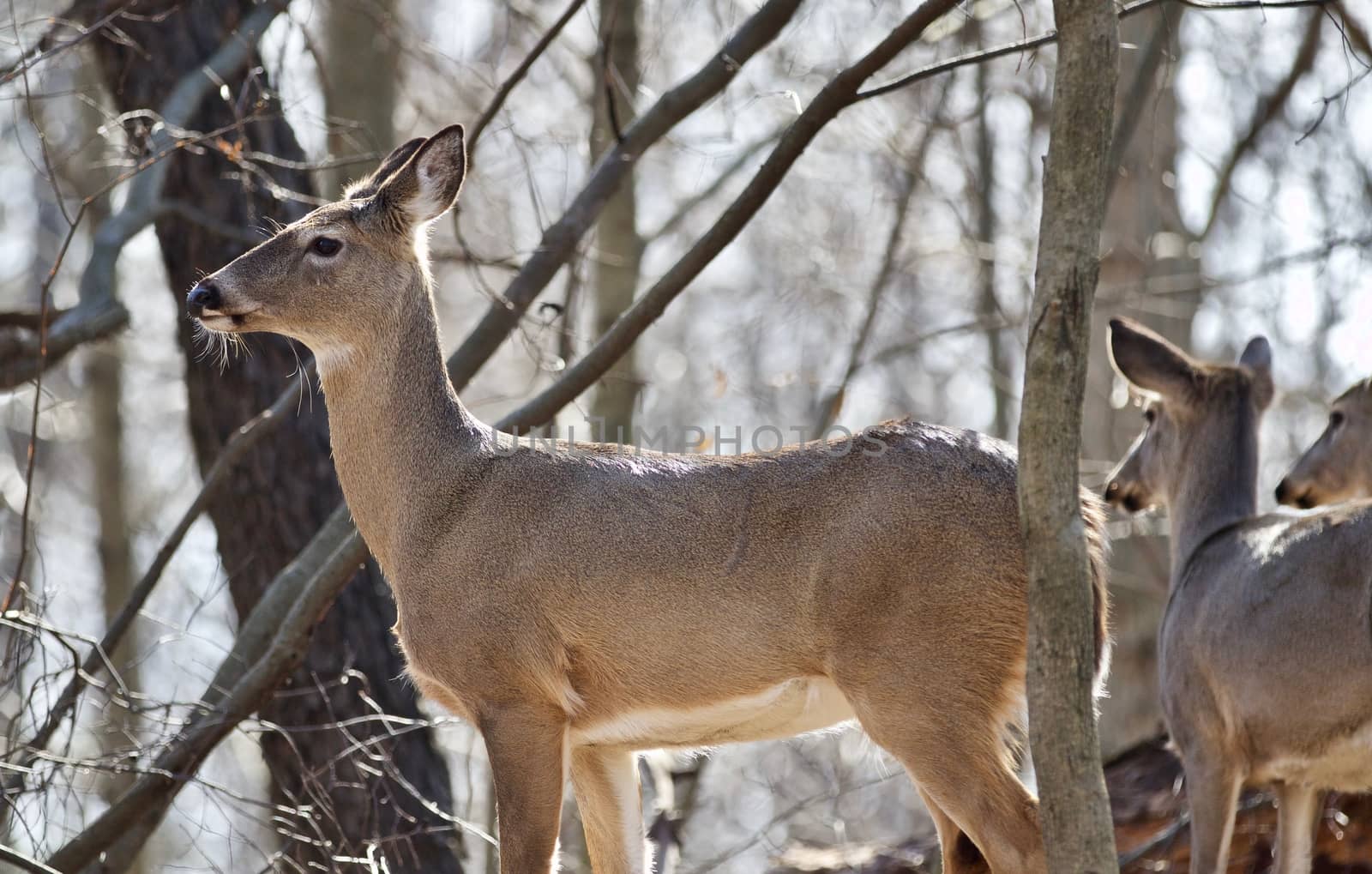 Beautiful isolated picture of wild deer in the forest by teo