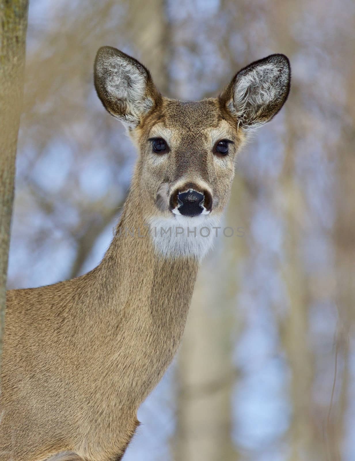 Beautiful portrait of a cute wild deer in the forest by teo