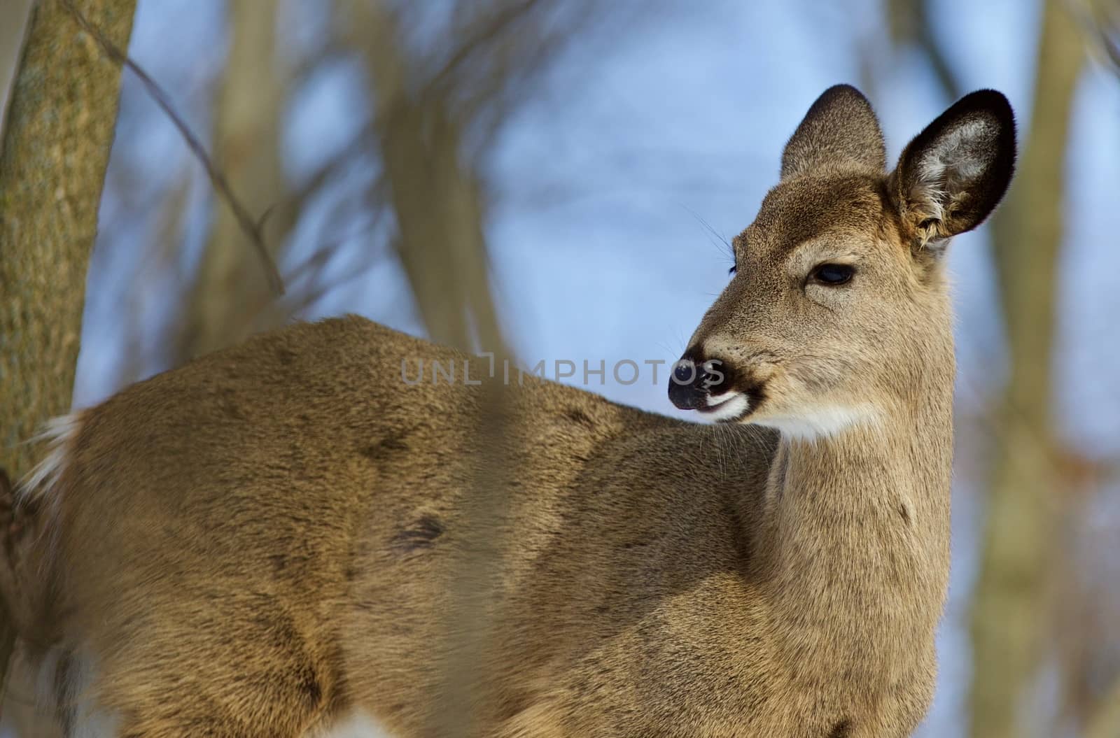 Beautiful isolated photo of wild deer in the forest