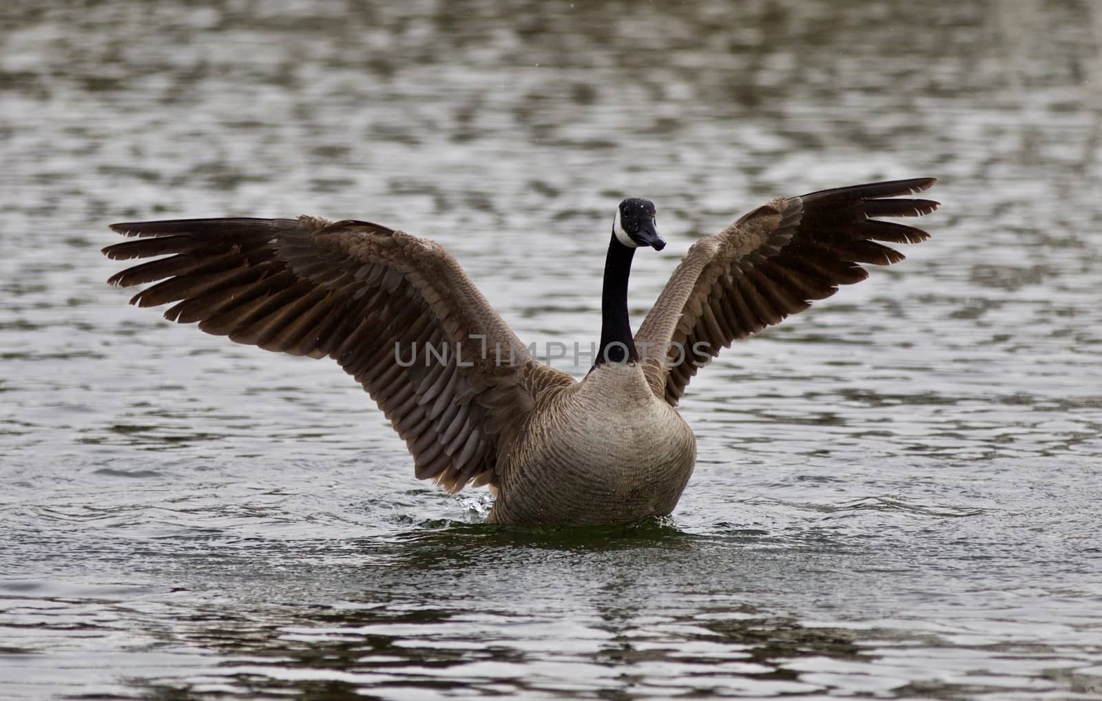 Beautiful isolated photo of a cute wild Canada goose in the lake showing its strong wings by teo