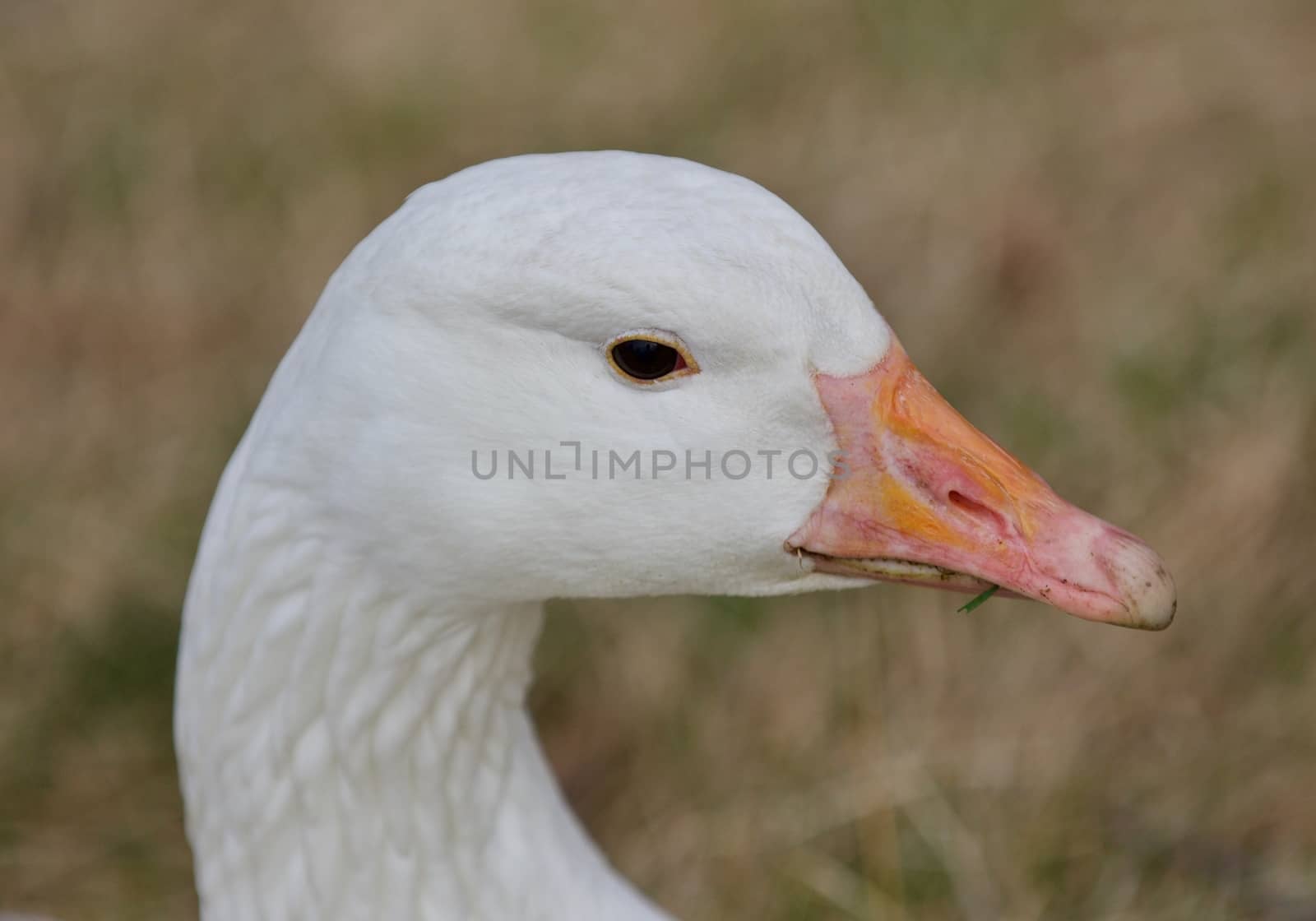 Beautiful isolated picture with a strong snow goose on the grass field by teo