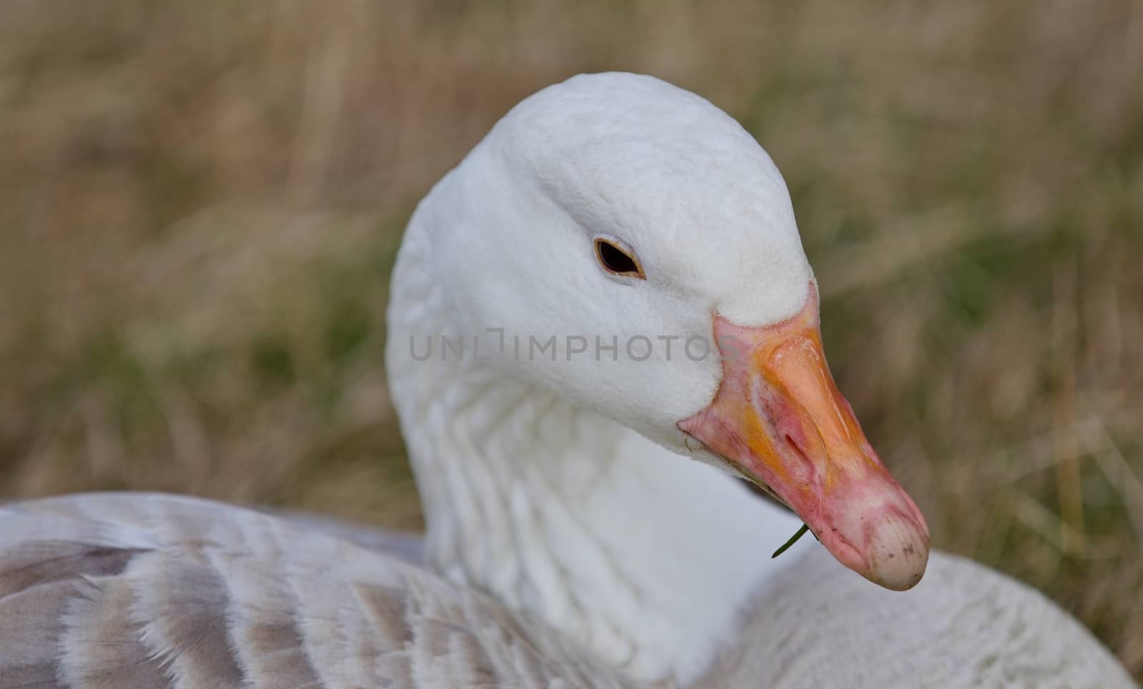 Beautiful isolated photo of a wild snow goose