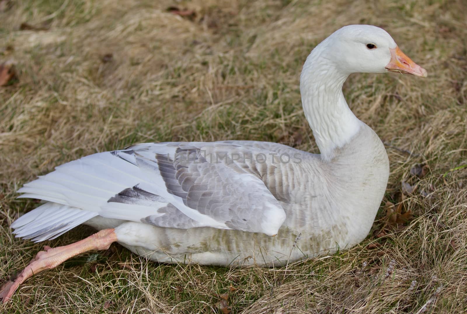 Beautiful isolated photo with a strong confident snow goose laying on the grass field by teo