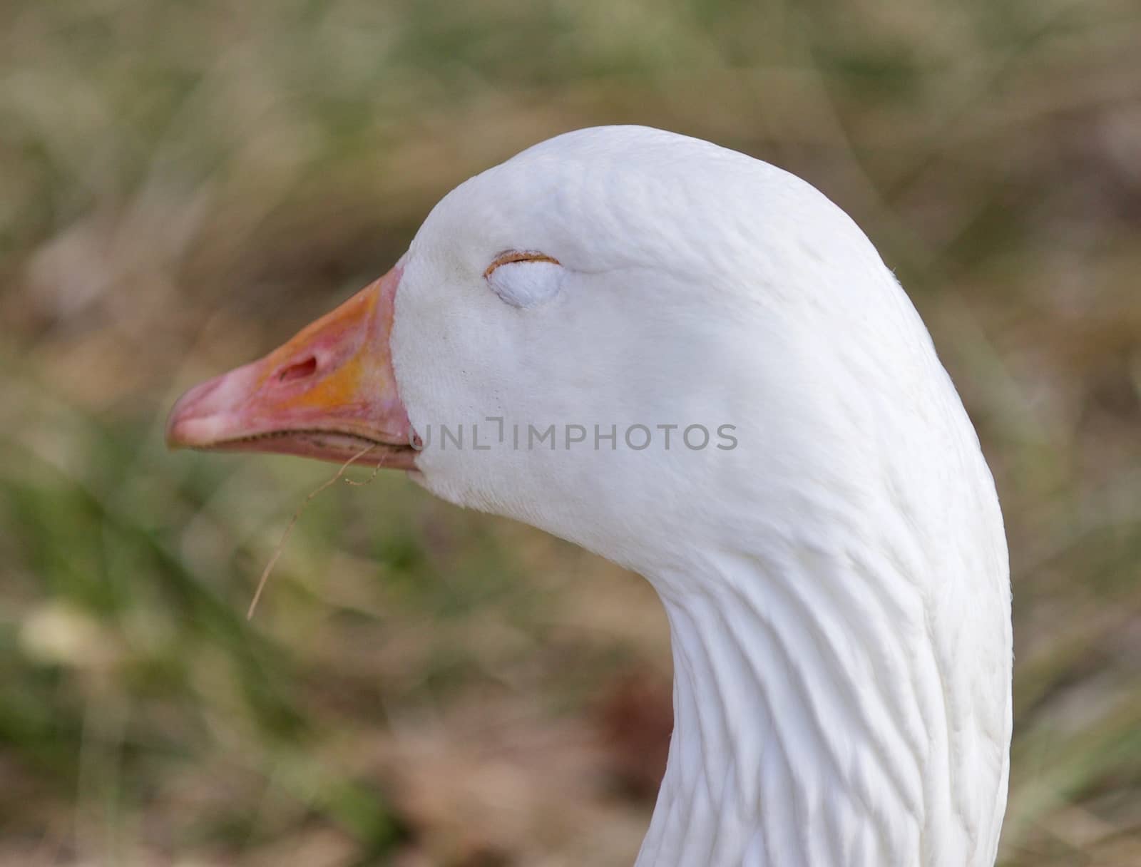 Funny isolated picture with a sleepy snow goose on the grass field by teo