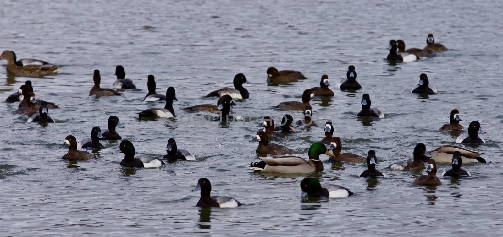Beautiful isolated photo of a swarm of ducks in the lake
