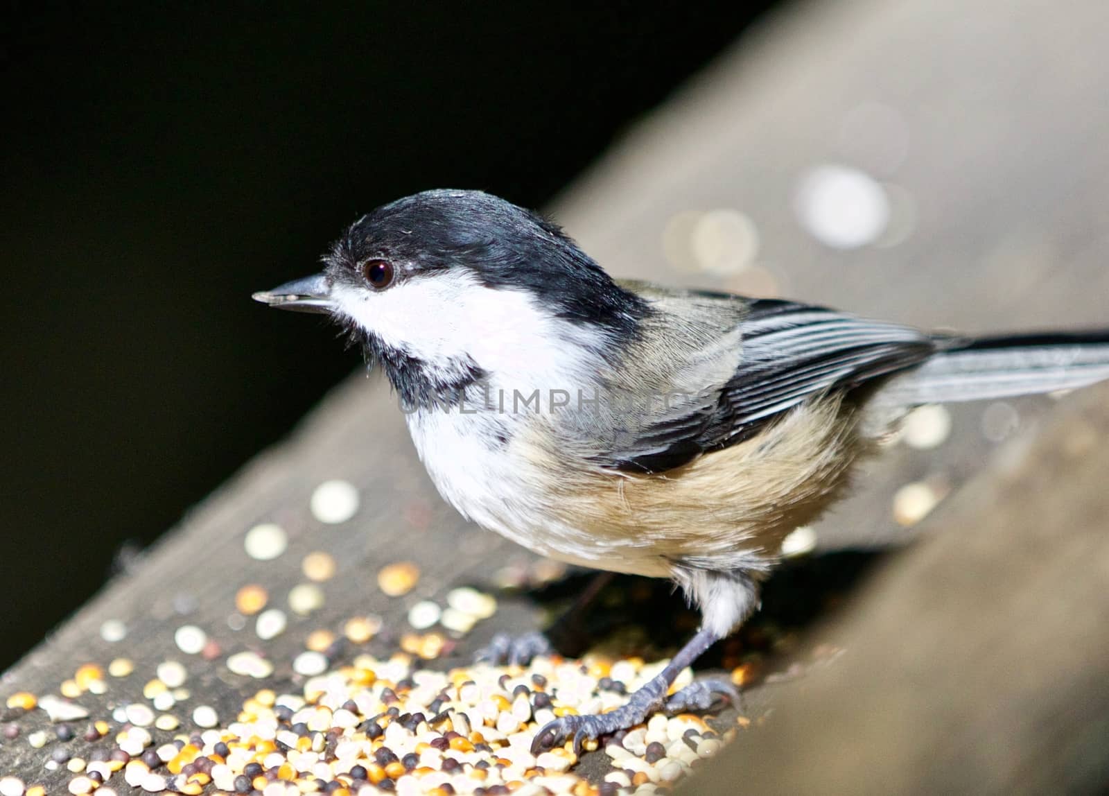 Beautiful isolated picture of a cute black-capped chickadee bird by teo