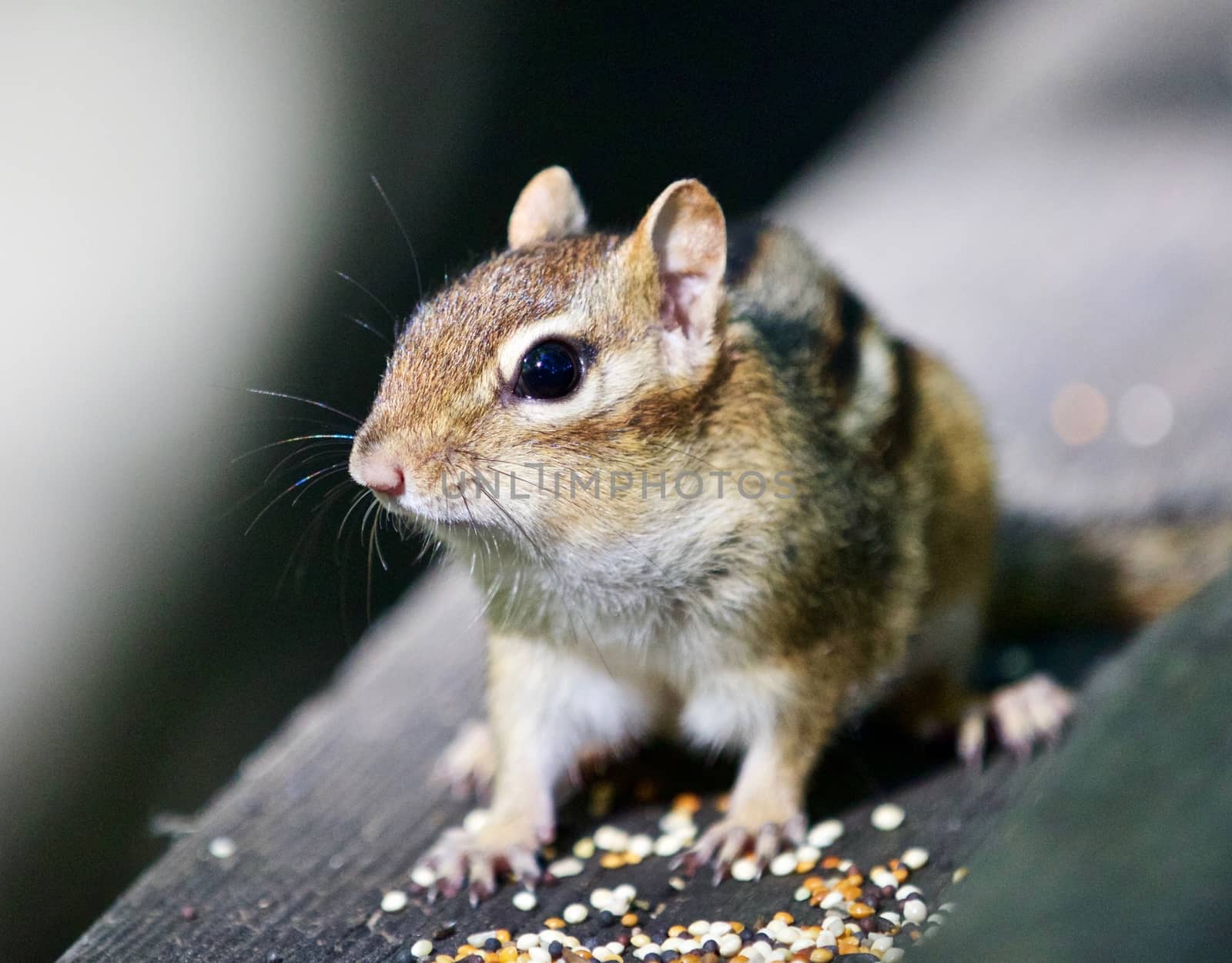 Beautiful isolated image with a cute chipmunk on the wooden hedge by teo