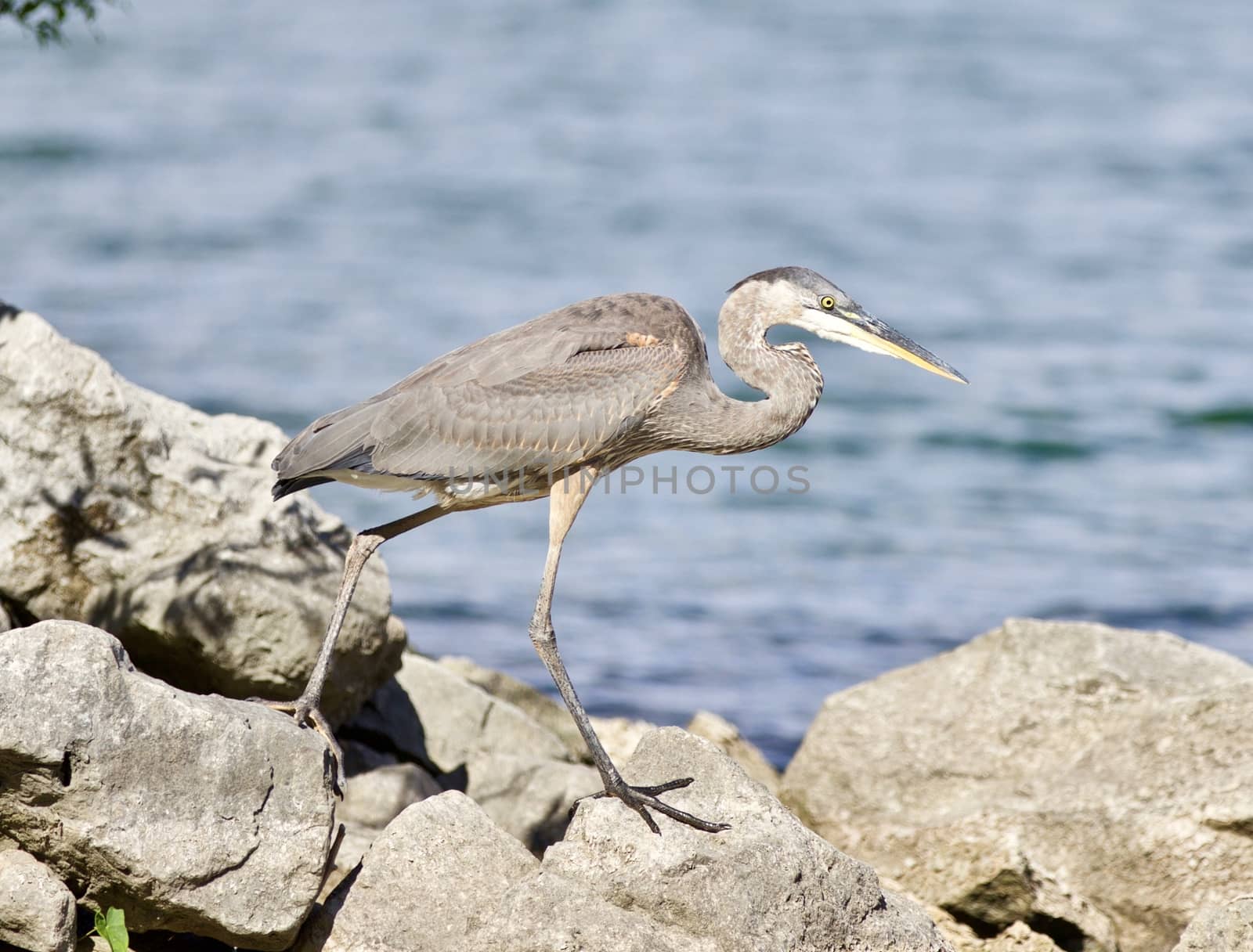 Beautiful background with a funny great heron standing on a rock shore by teo