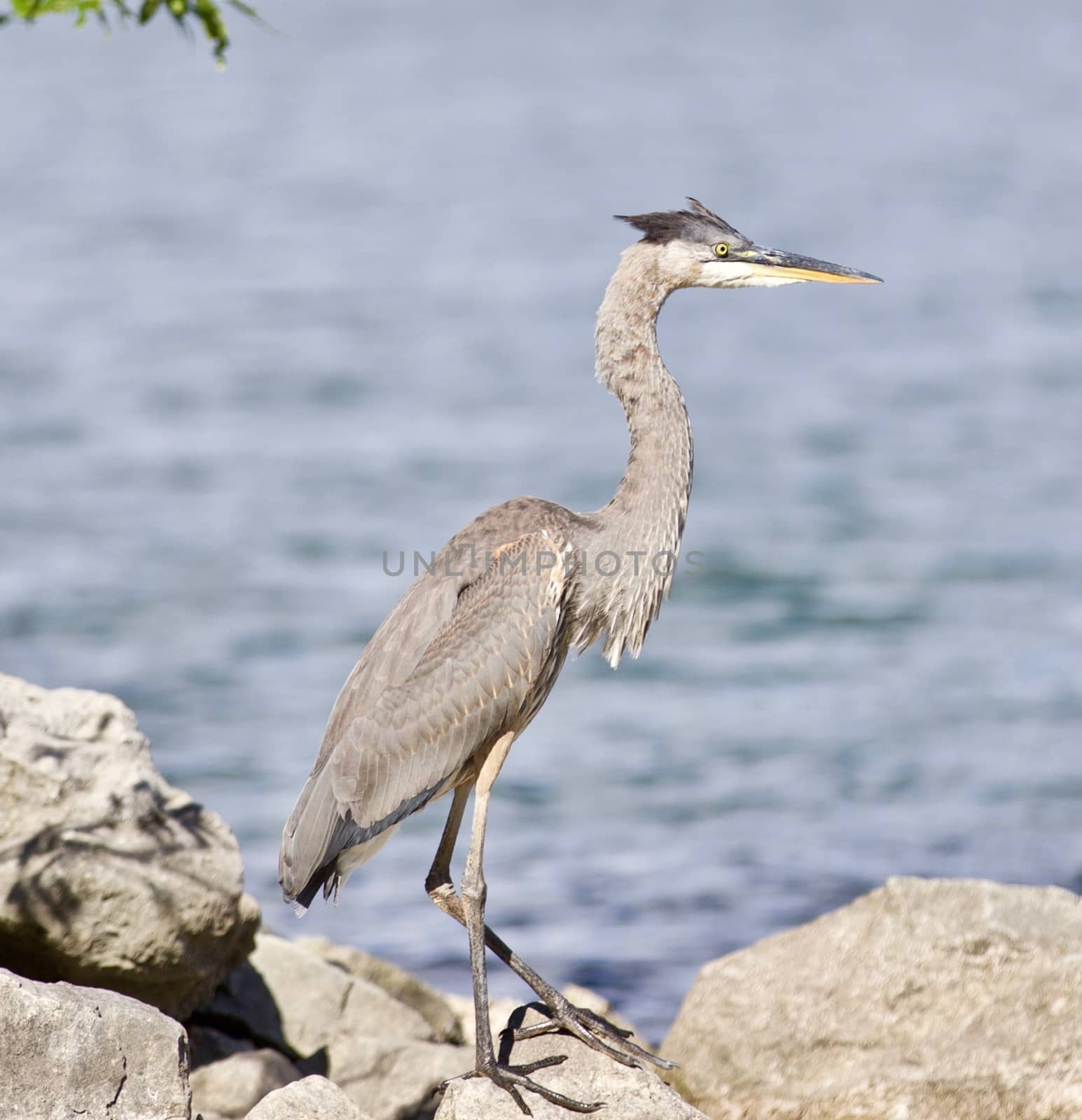 Beautiful photo of a great heron bird on the rock shore