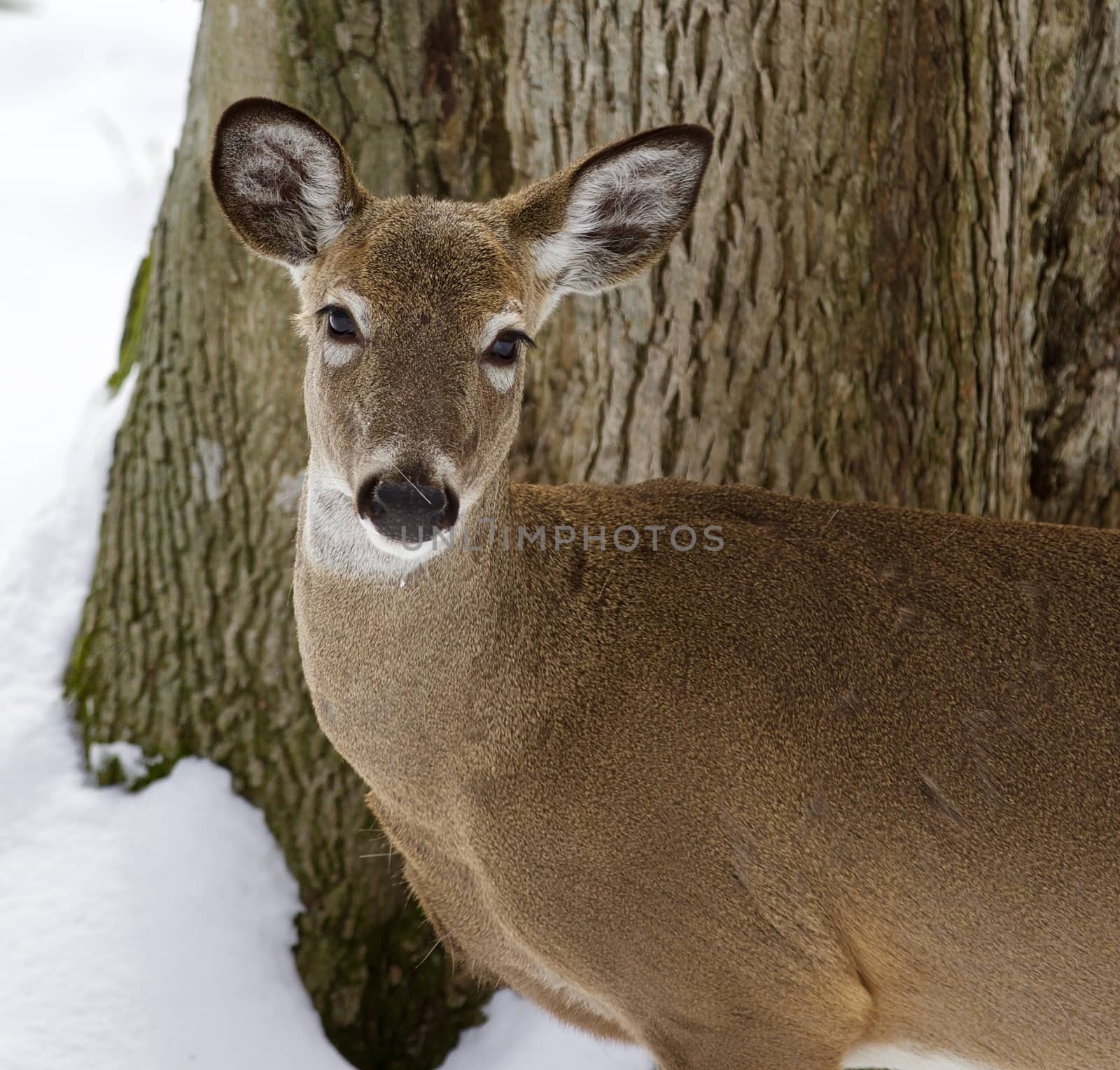 Beautiful isolated image with a wild deer in the snowy forest by teo