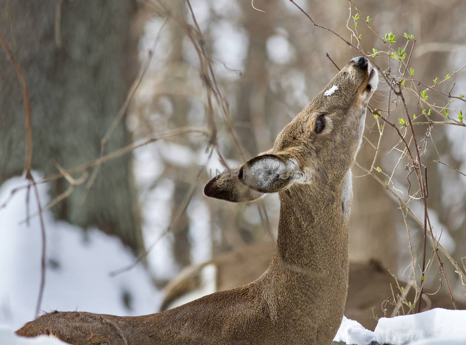 Beautiful isolated photo with a wild deer in the snowy forest